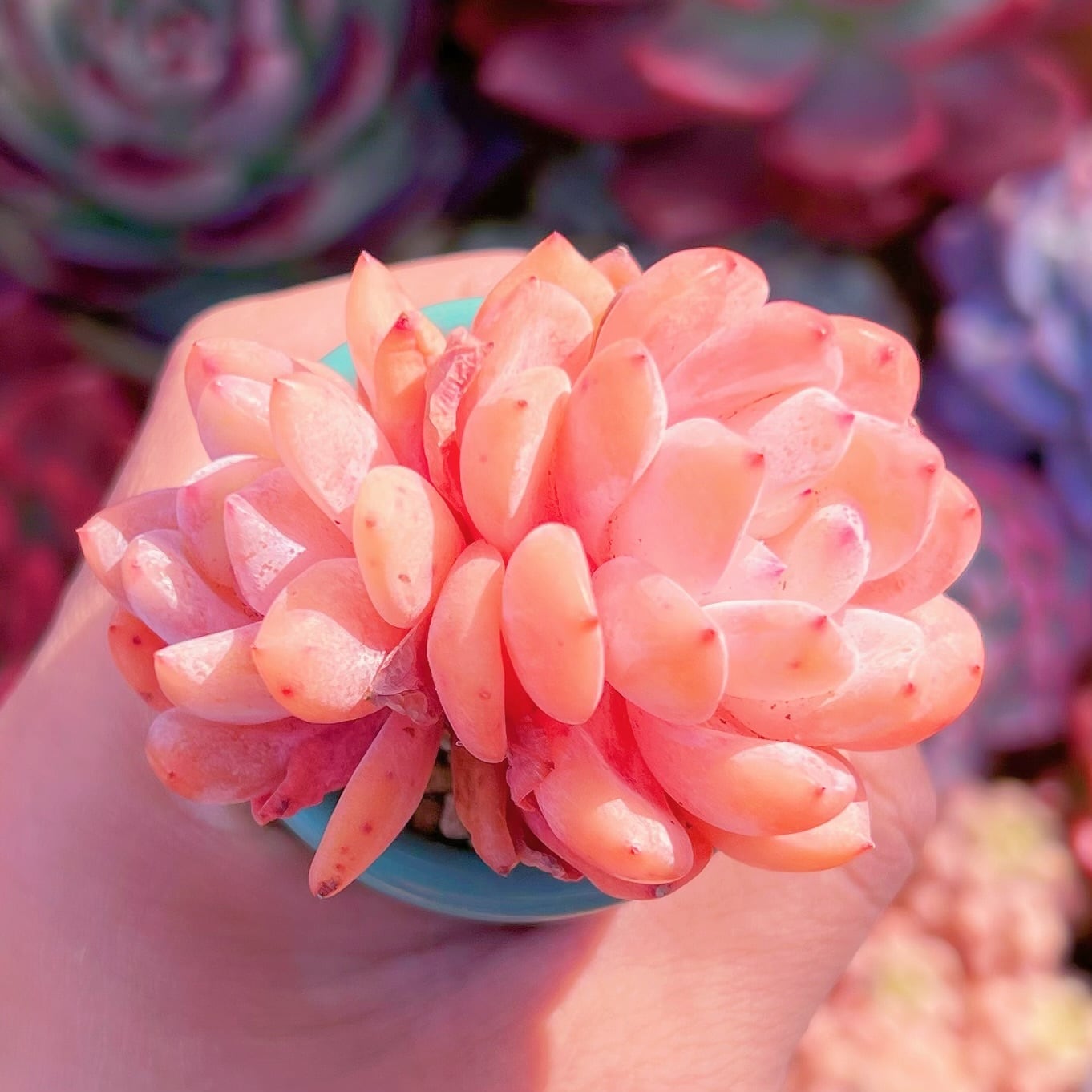 多肉植物 スノーアンジュ 【公式通販】