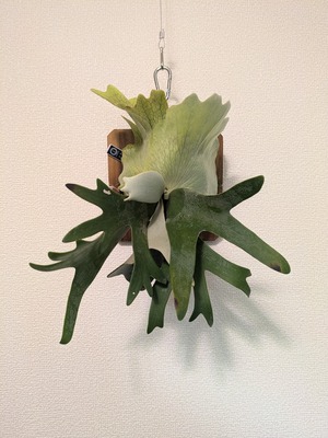 P.willinckii wild #3