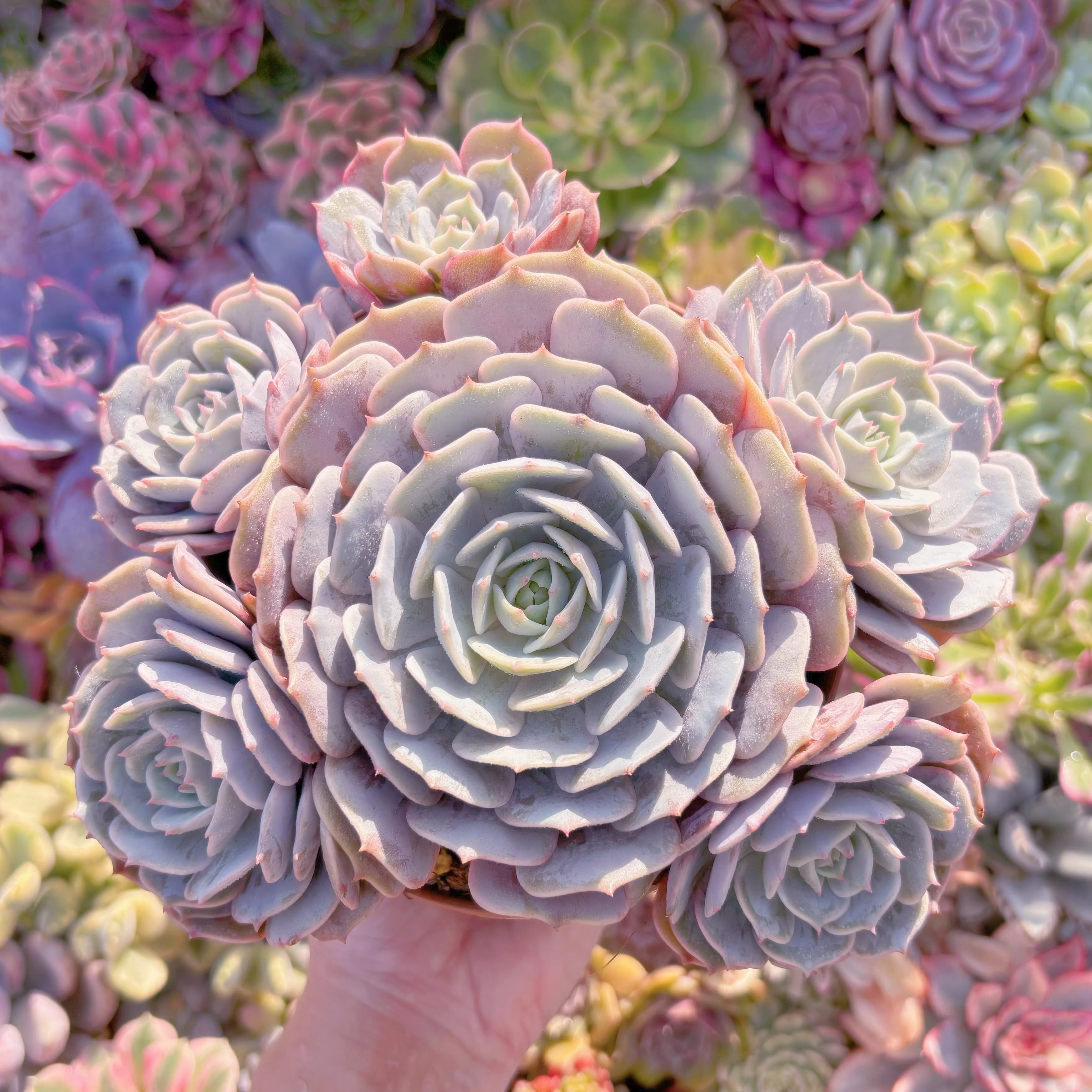 現品　ローラ#A042　大群生　新入荷　るる農園