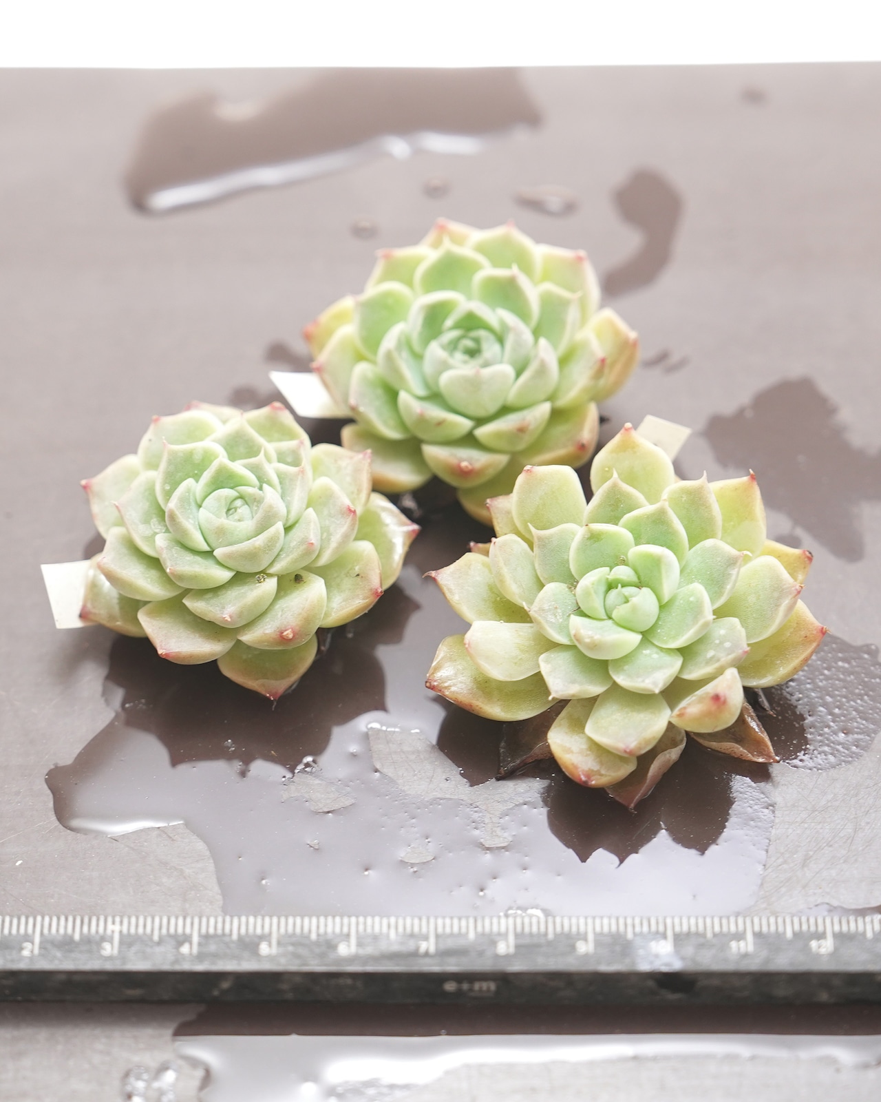 発根済カット苗 シェリー Echeveria 'Sherry'