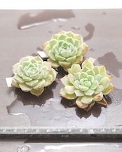 発根済カット苗 シェリー Echeveria 'Sherry'