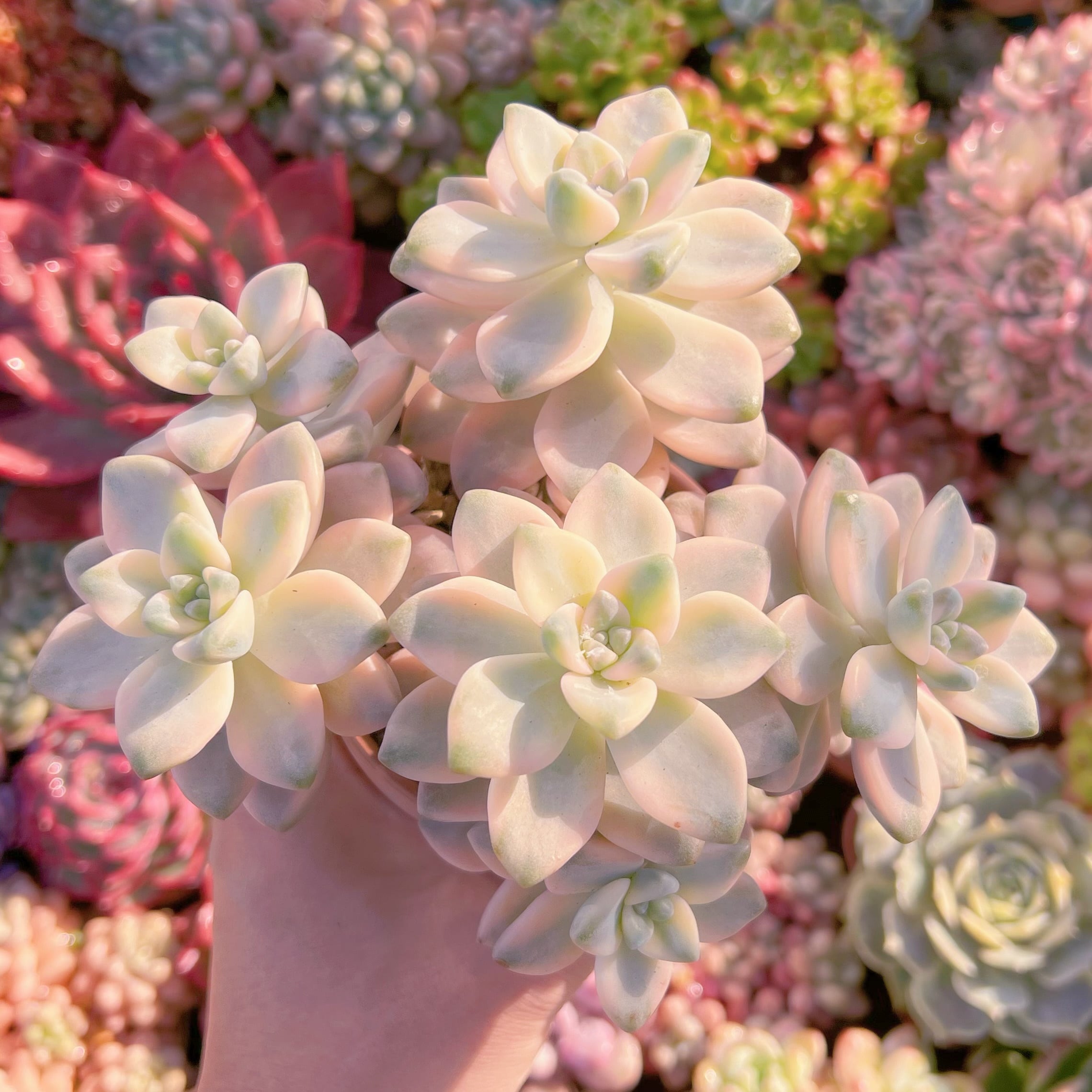 現品　杏子美人錦#761    大群生　新入荷