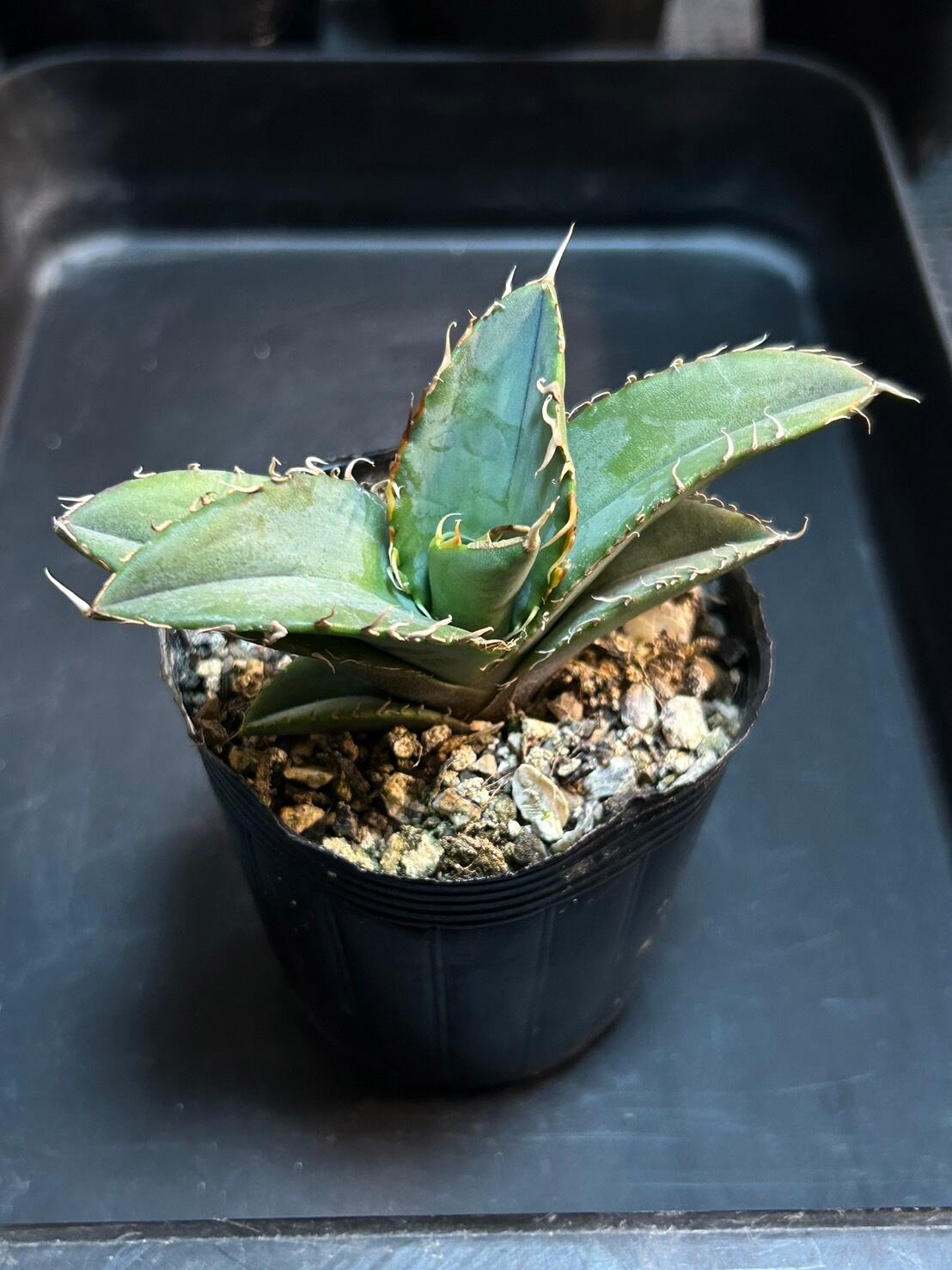 【 E-8 】oteroi seedling ①