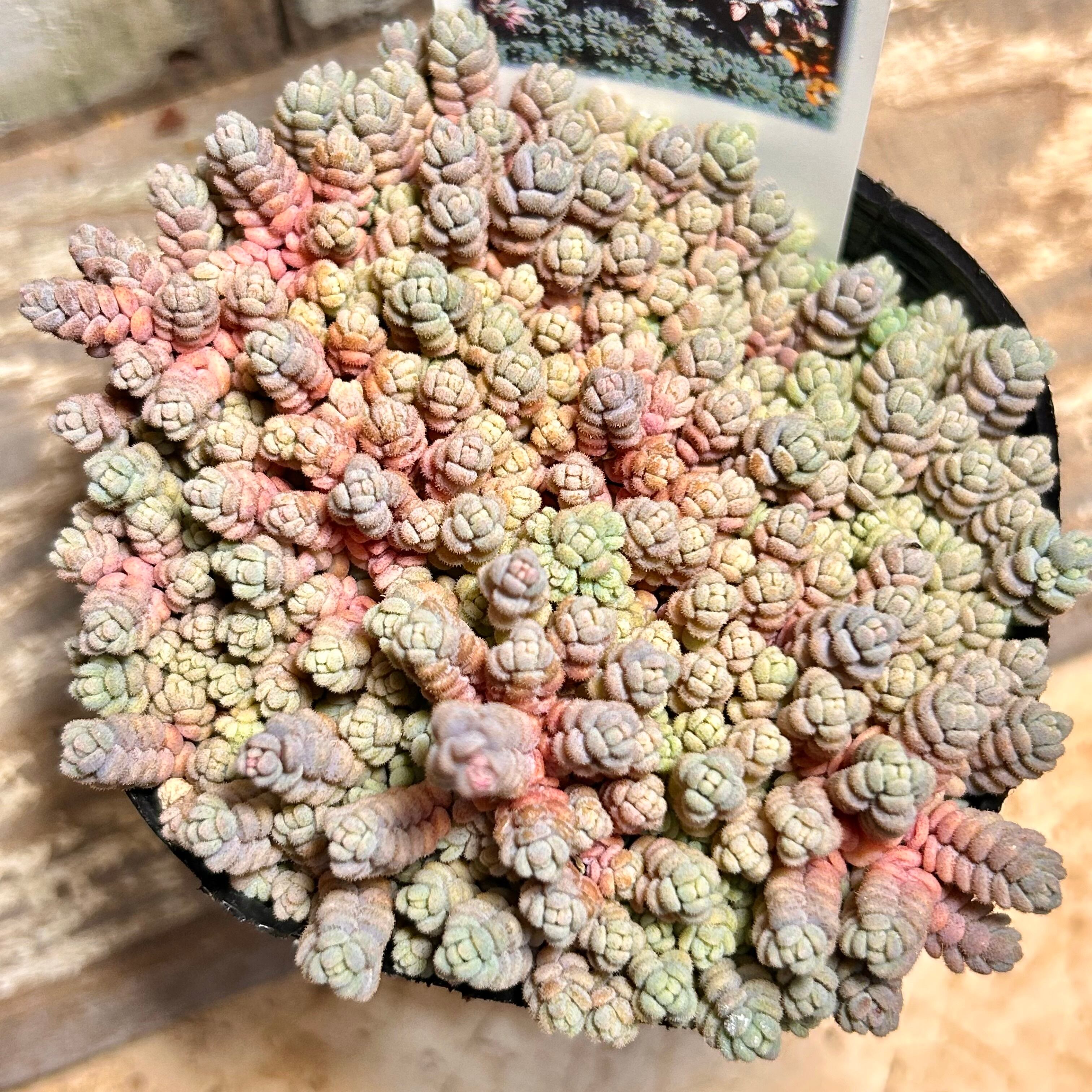 セダム | RuPo 多肉植物専門店