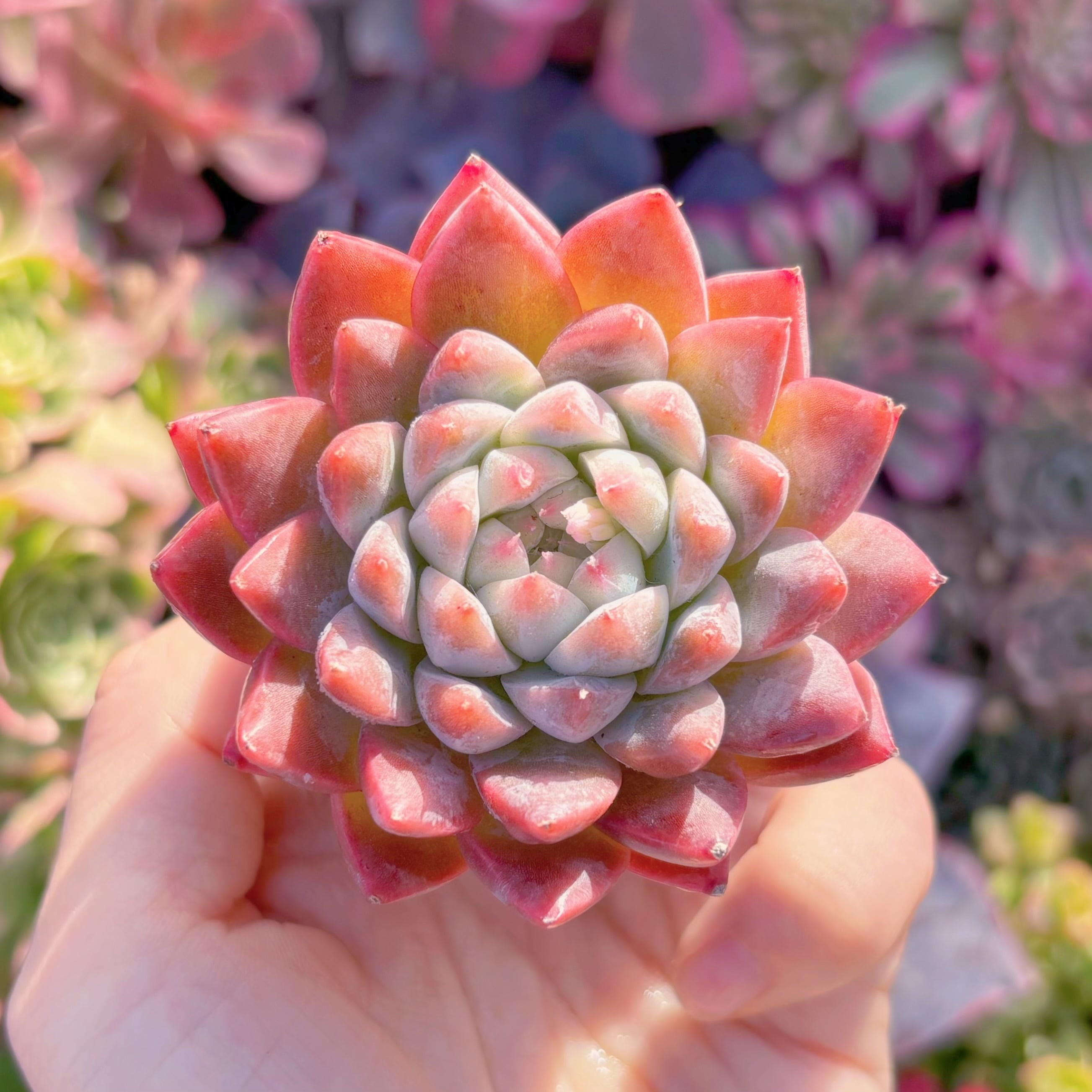 多肉植物　氷山（アイスバーグ）　新入荷　るる農園