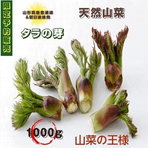 早期予約受付 天然山菜 山菜の王様　タラの芽/１Kｇ 自然の恵み　限定予約販売　山形県飯豊連峰便 送料無料