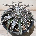 【送料無料】Tracking code BBB×'White wiskers'〔ディッキア〕現品発送D0361