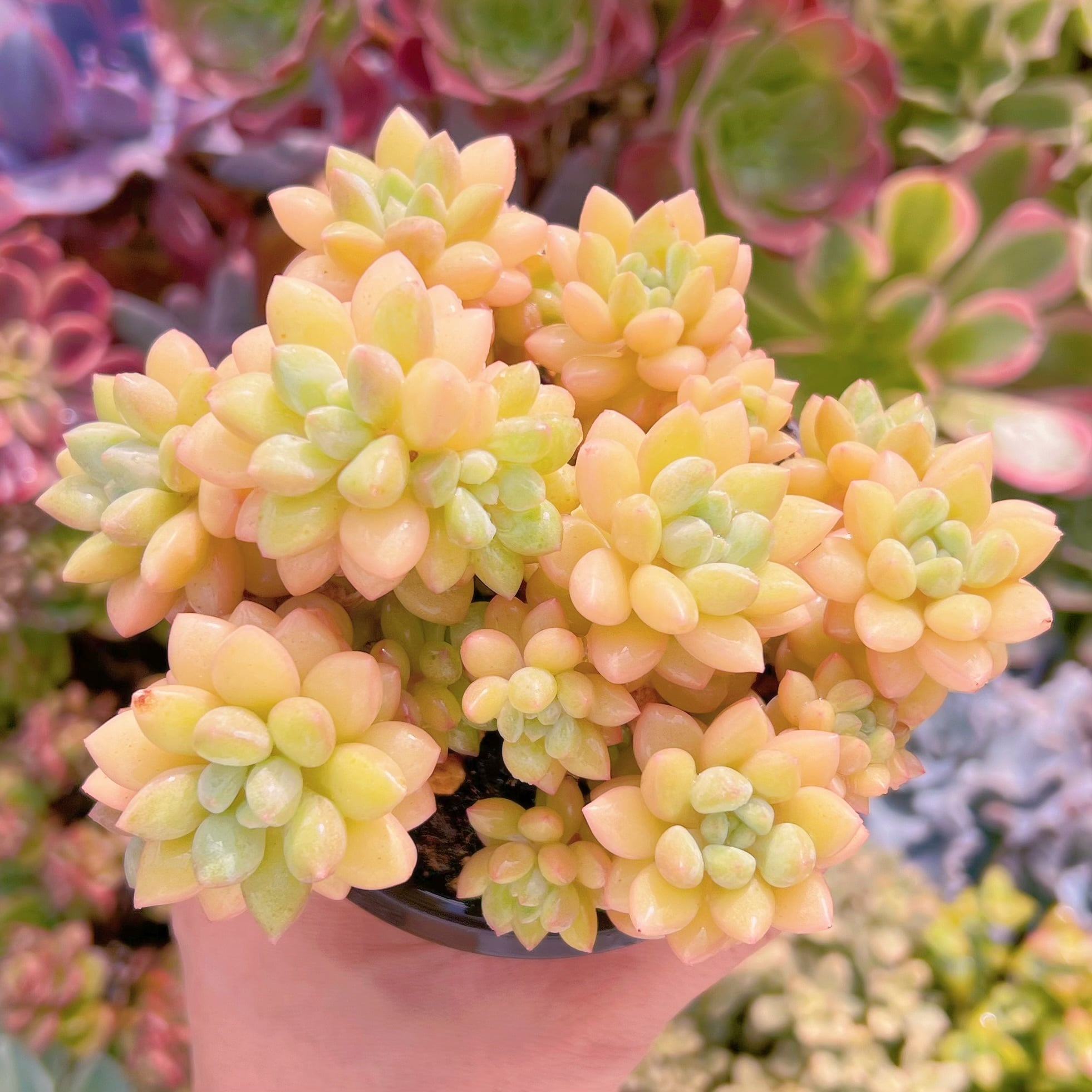 現品　ピンクパールsp#838　るる農園