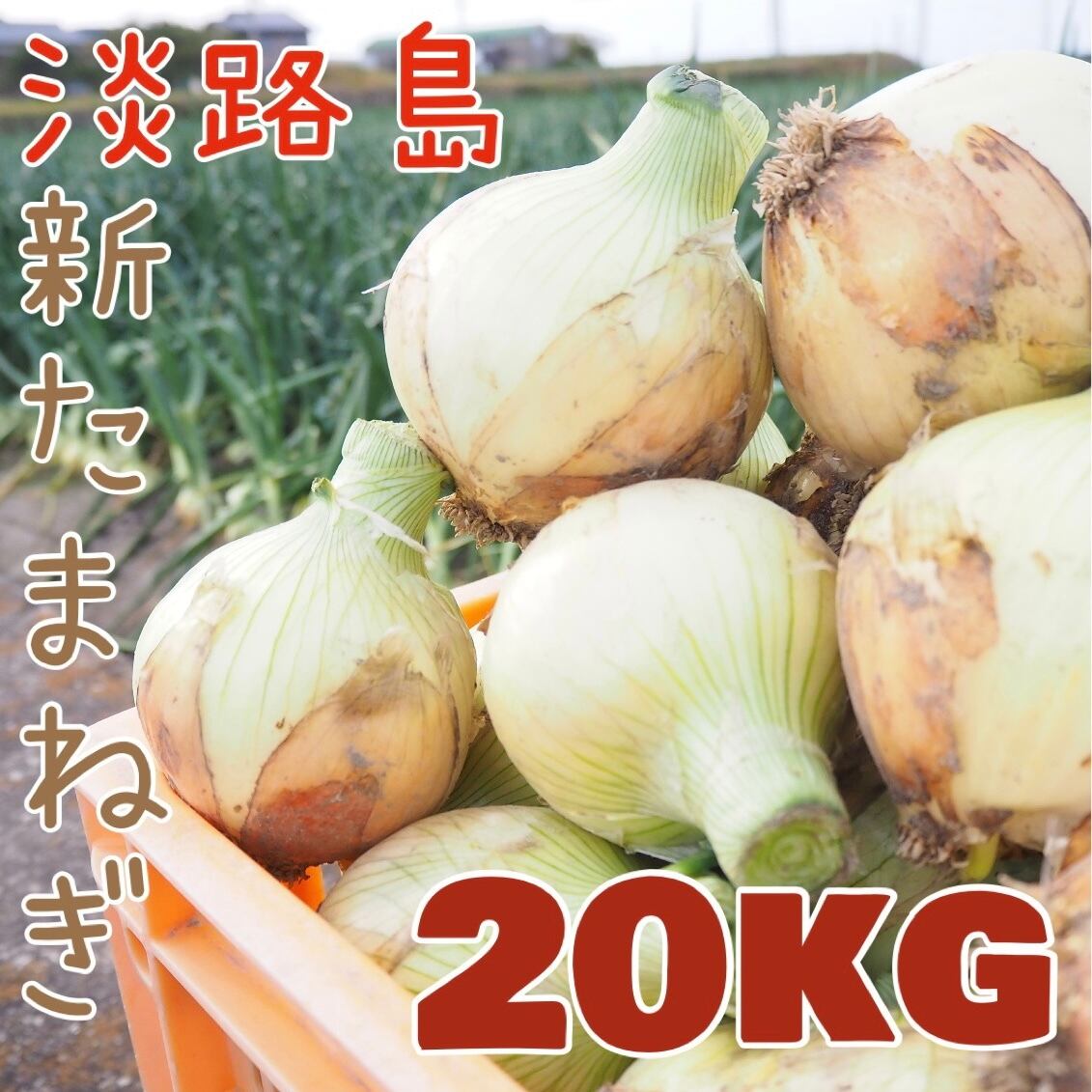 送料無料 淡路島 新玉ねぎ 20kg M～3L