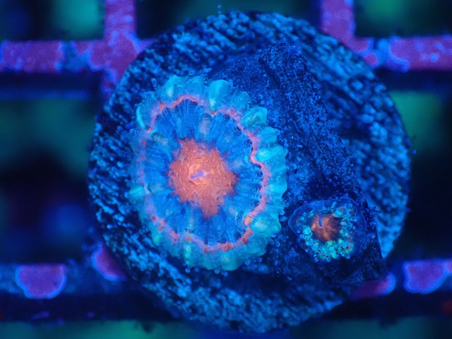 Loadhowensis BabyGarden 37