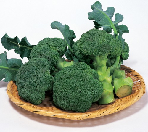 ブロッコリー「ピクセル」（P5000粒） 画像