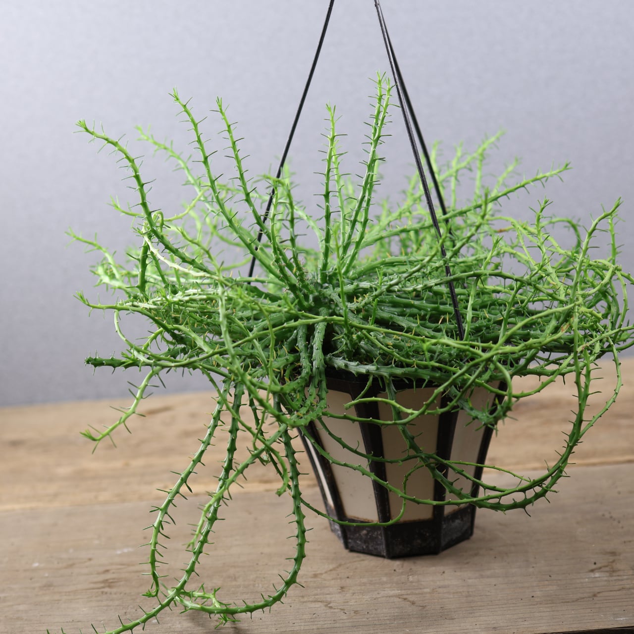 838『urban jungle Monstera deliciosa 'Unniiae'』観葉植物 一点もの