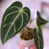 アンスリウム・レガレ / Anthurium Regale㉑│観葉植物