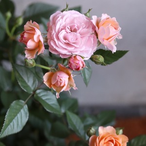 希少　四季咲きミニバラ　カーナハニーゴールド　芳香　おしゃれカラー　丈夫でよく咲く