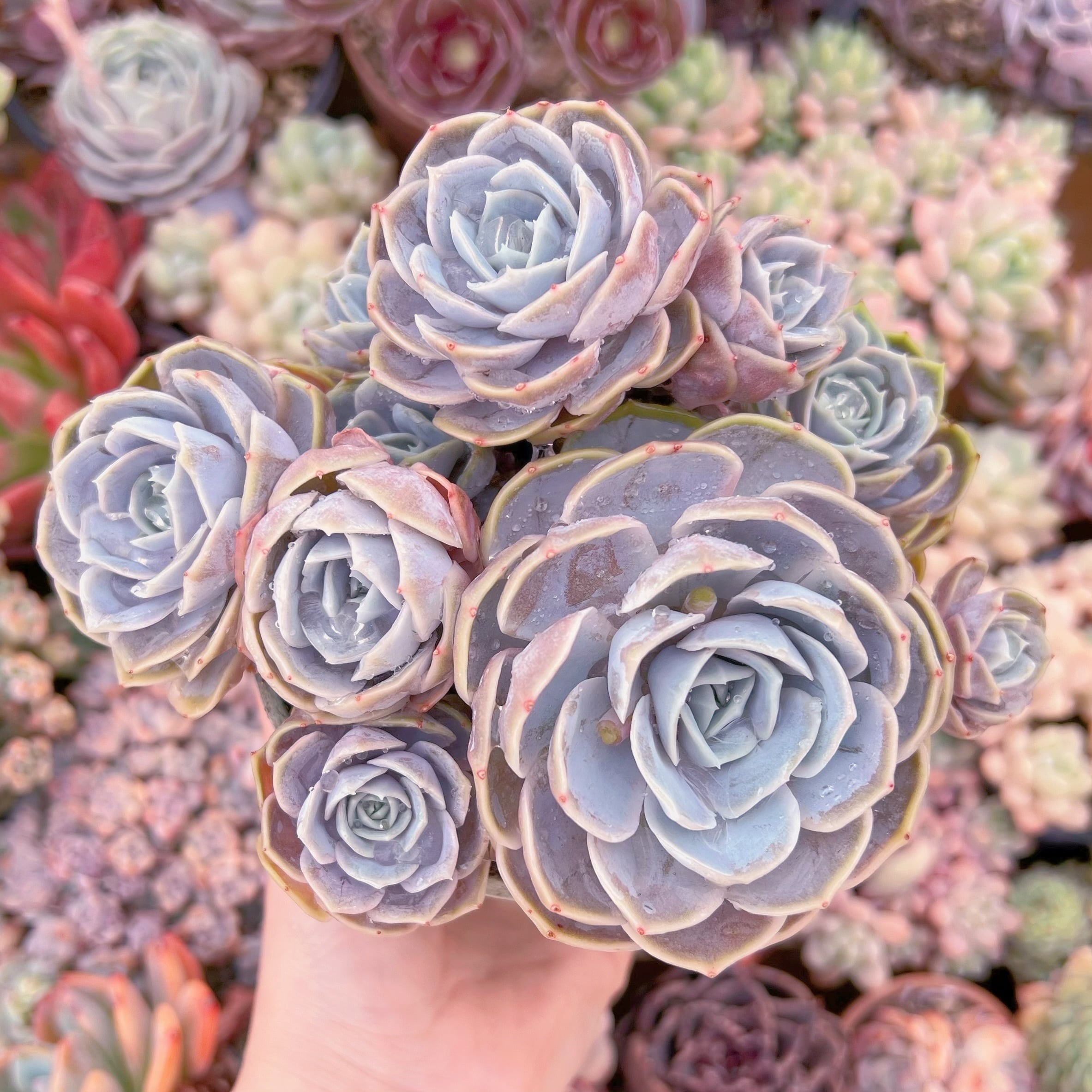 現品　Tynie Burger#013　新入荷　るる農園