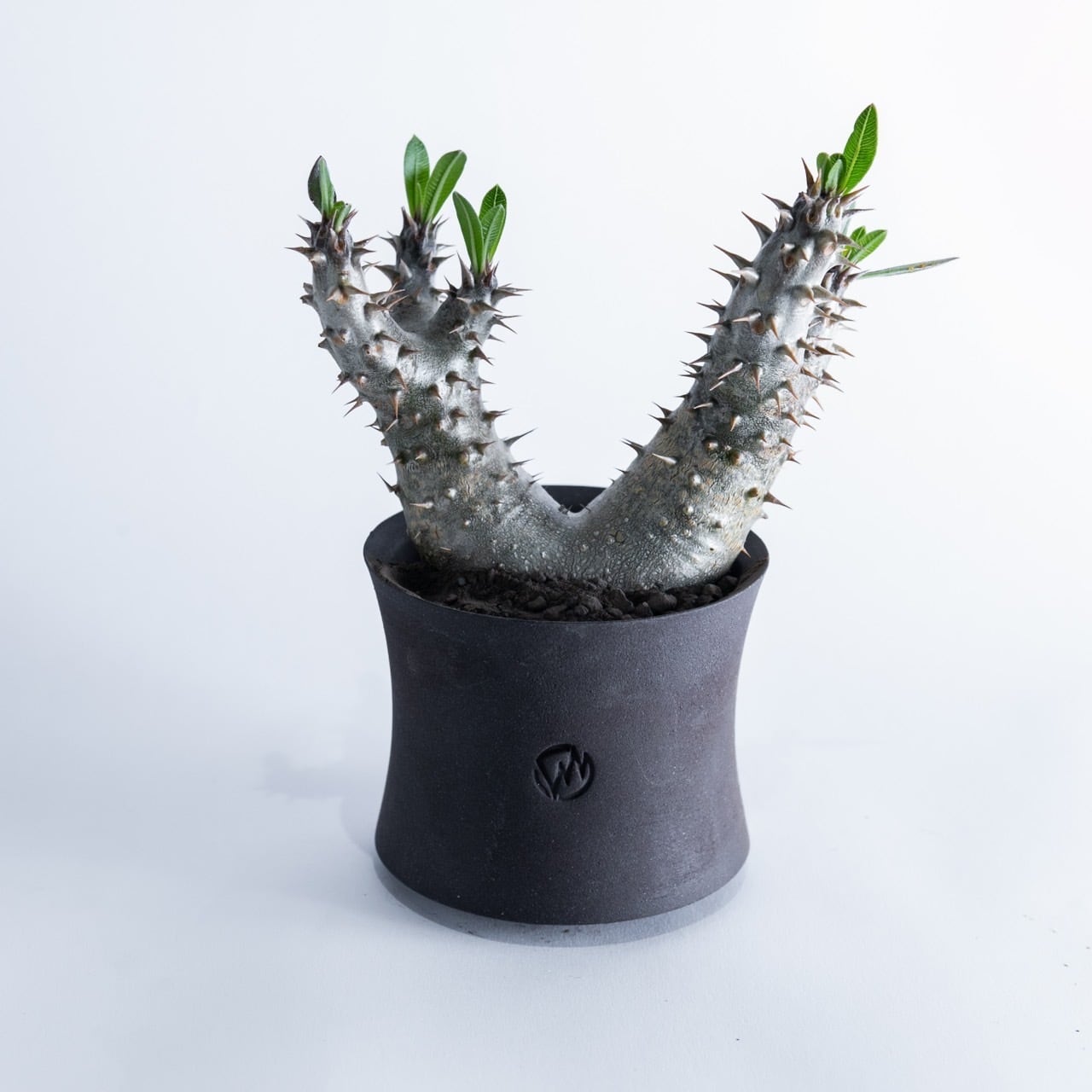 【新着】 Pachypodium horombense 2 × GHOST【塊根植物のスタンダード】パキポディウム ホロンベンセ ダブルヘッド