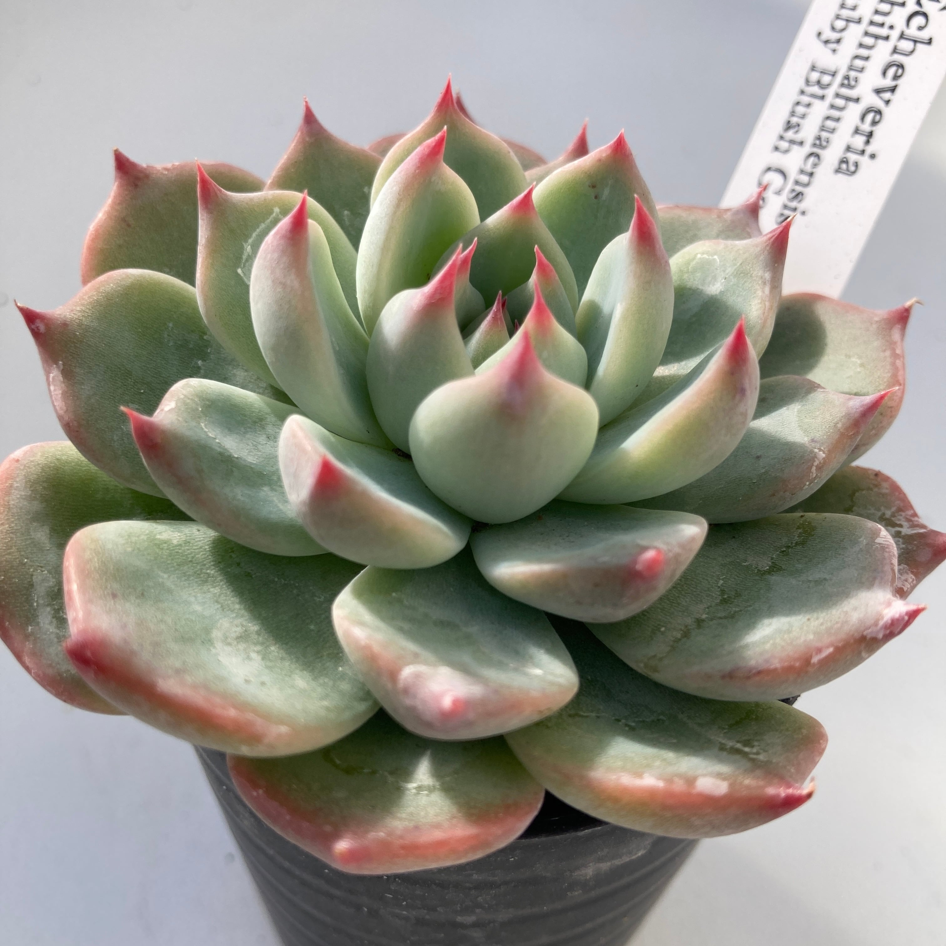 現物商品】chihuahuaensis,Ruby Blush ゴンザレスコレクション | 多肉