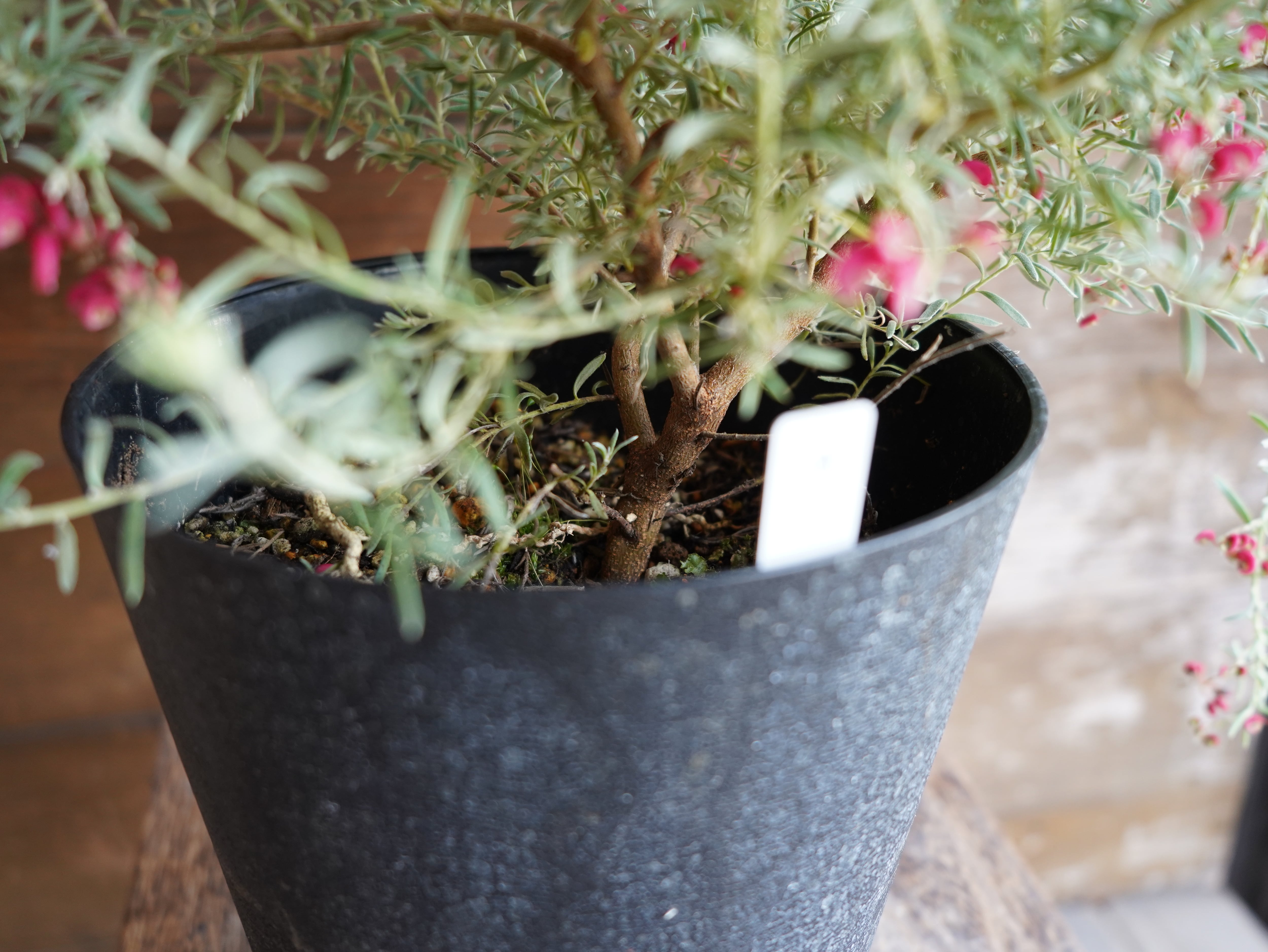 【現物】グレビレア　”プーリンダイルミナ”　A