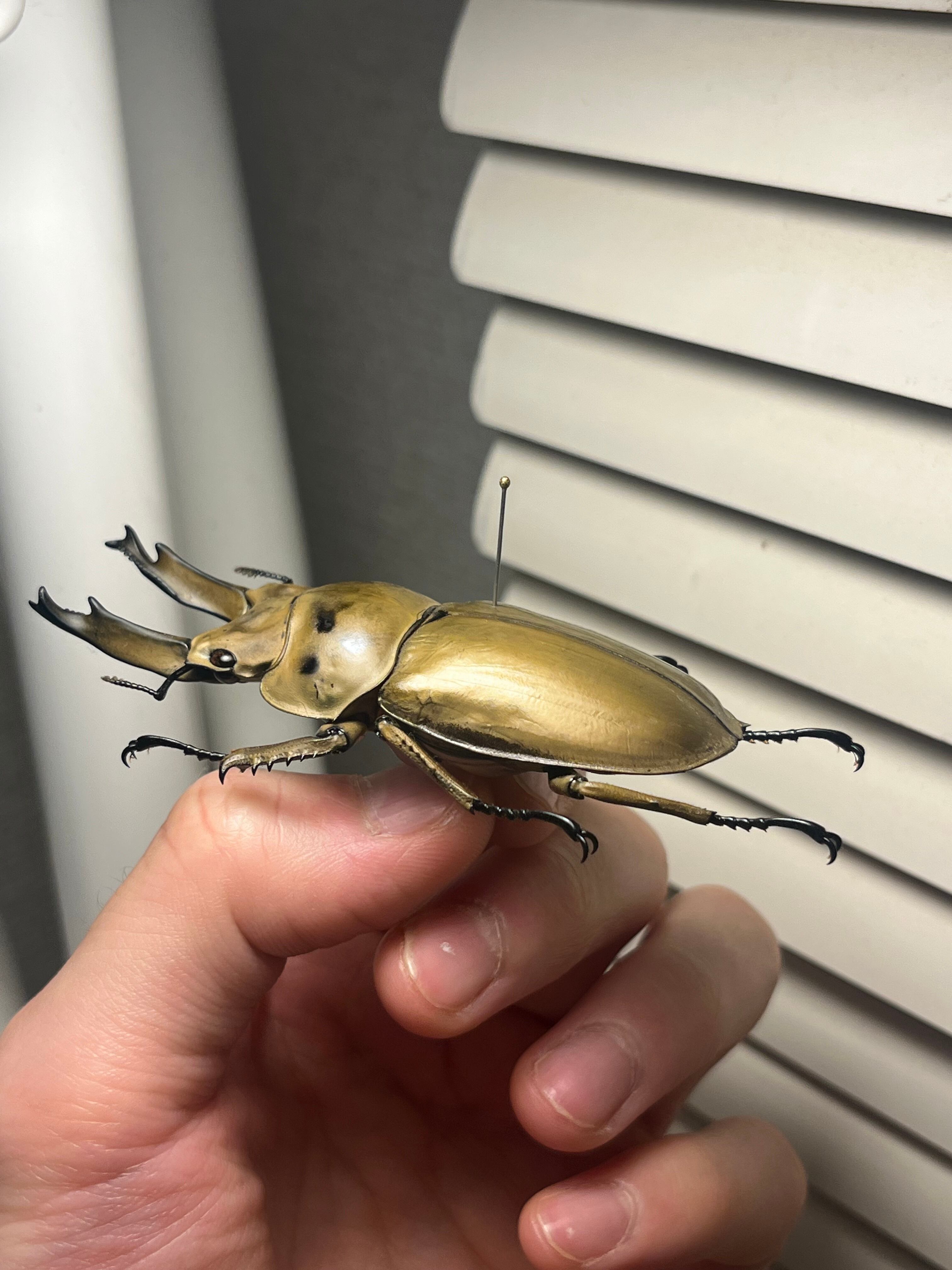 75mm】モセリオウゴンオニクワガタ Allotopus moellenkampi moseri