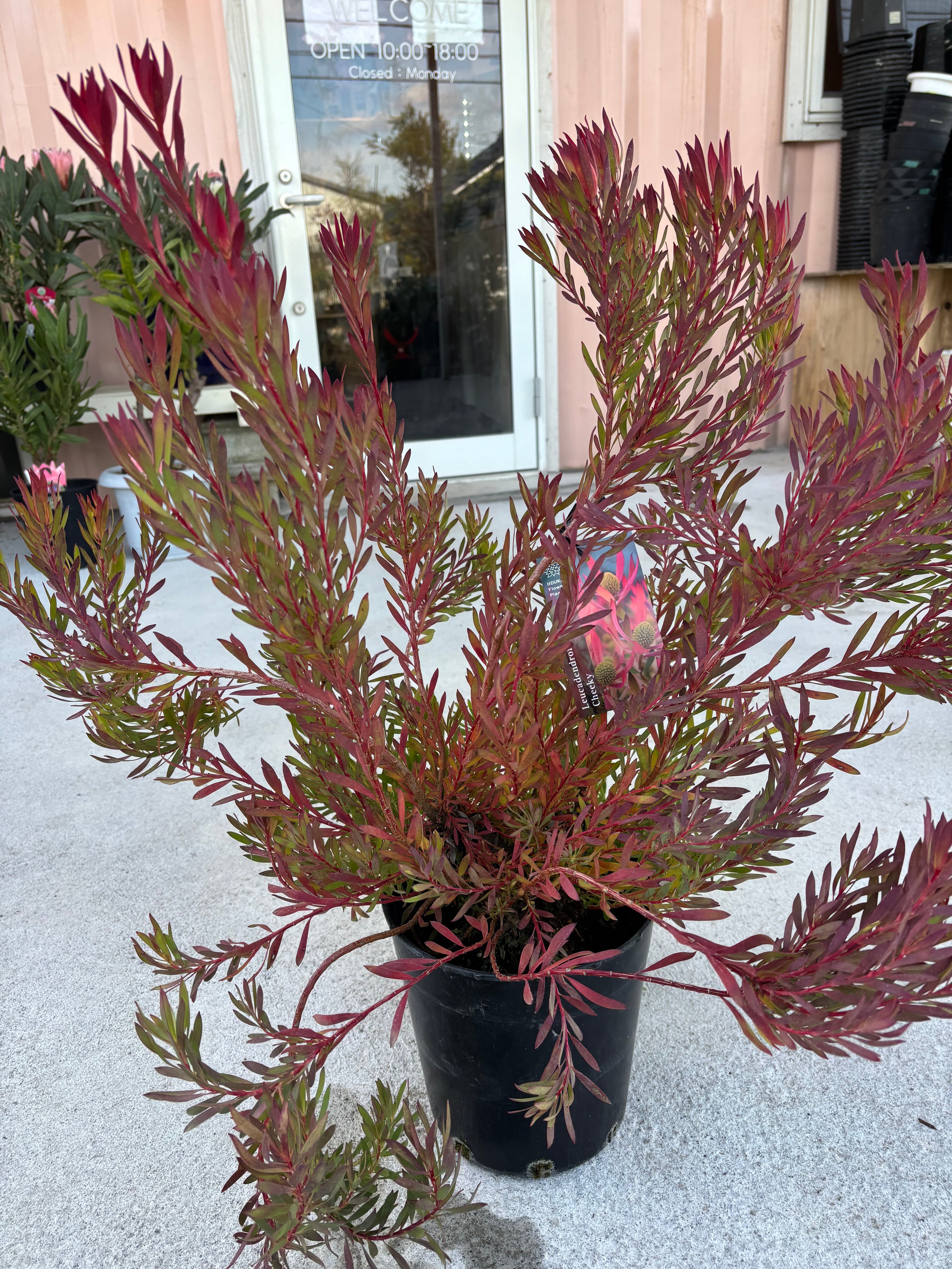 プロテアサルフレア　7号　希少　大株 プロテア サルフレア | MELLOW Plants & Coffee