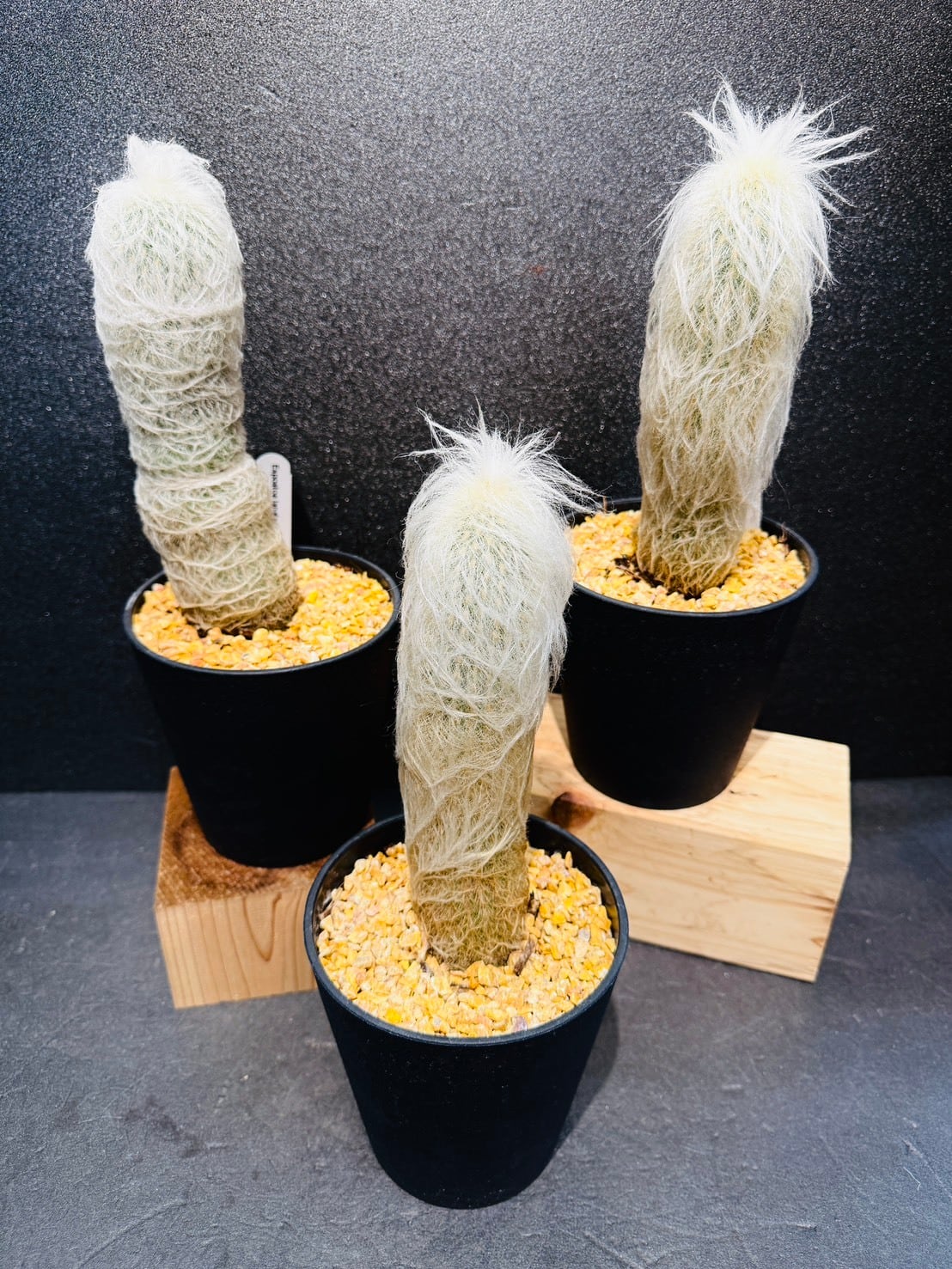 柱サボテン・エスポストアラナータ 老楽 Espostoa lanata | 観葉植物と