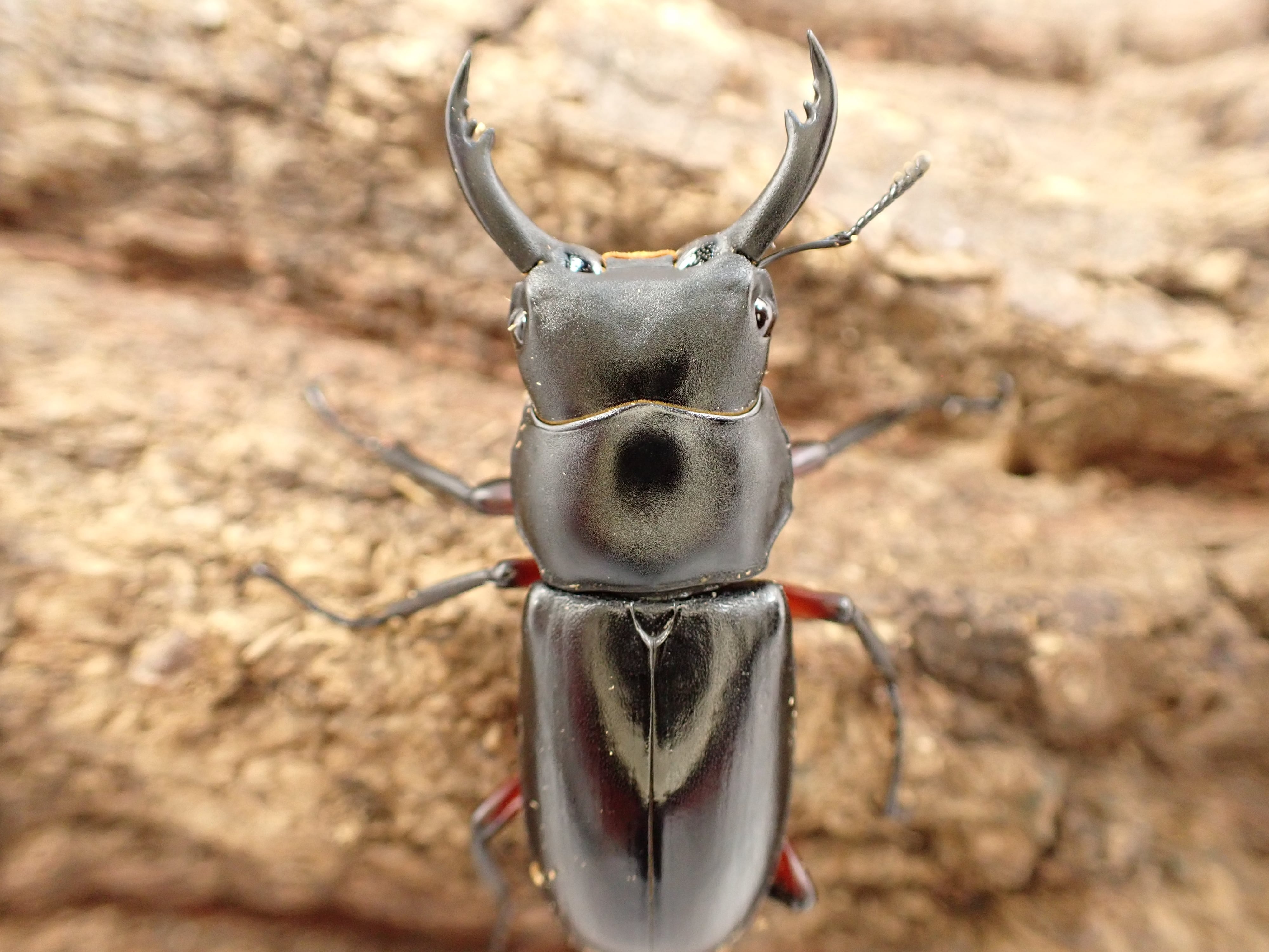 オオクワガタ山梨TG血統 幼虫ペア | クワガタTOP GUN