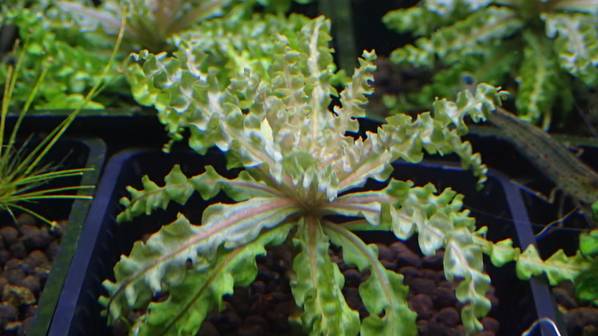 ポゴステモン ヘルフェリー レッド 1本 | 熱帯植物 水草