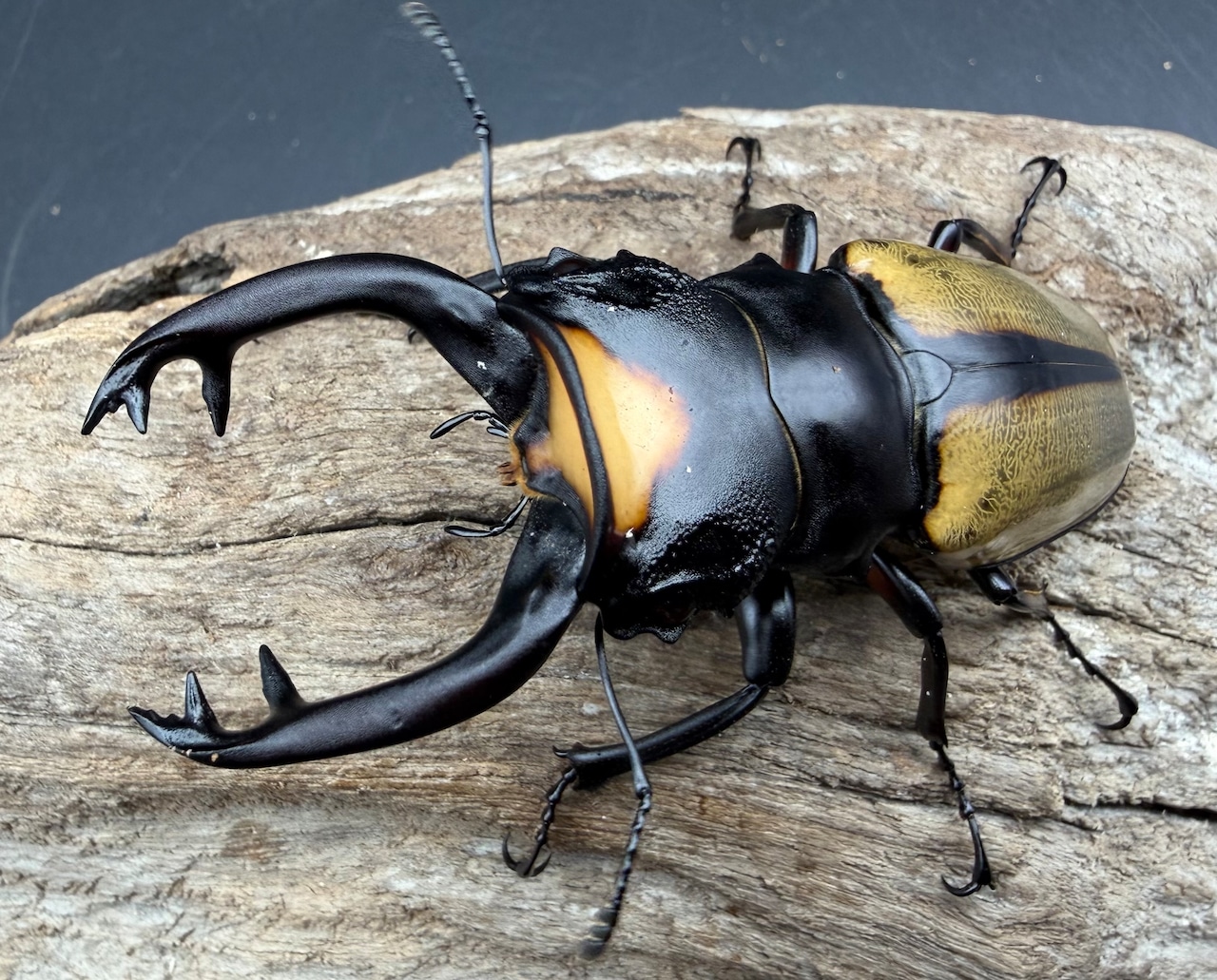 【WD】《ラコダールツヤクワガタ アチェ産 79mm ペア》