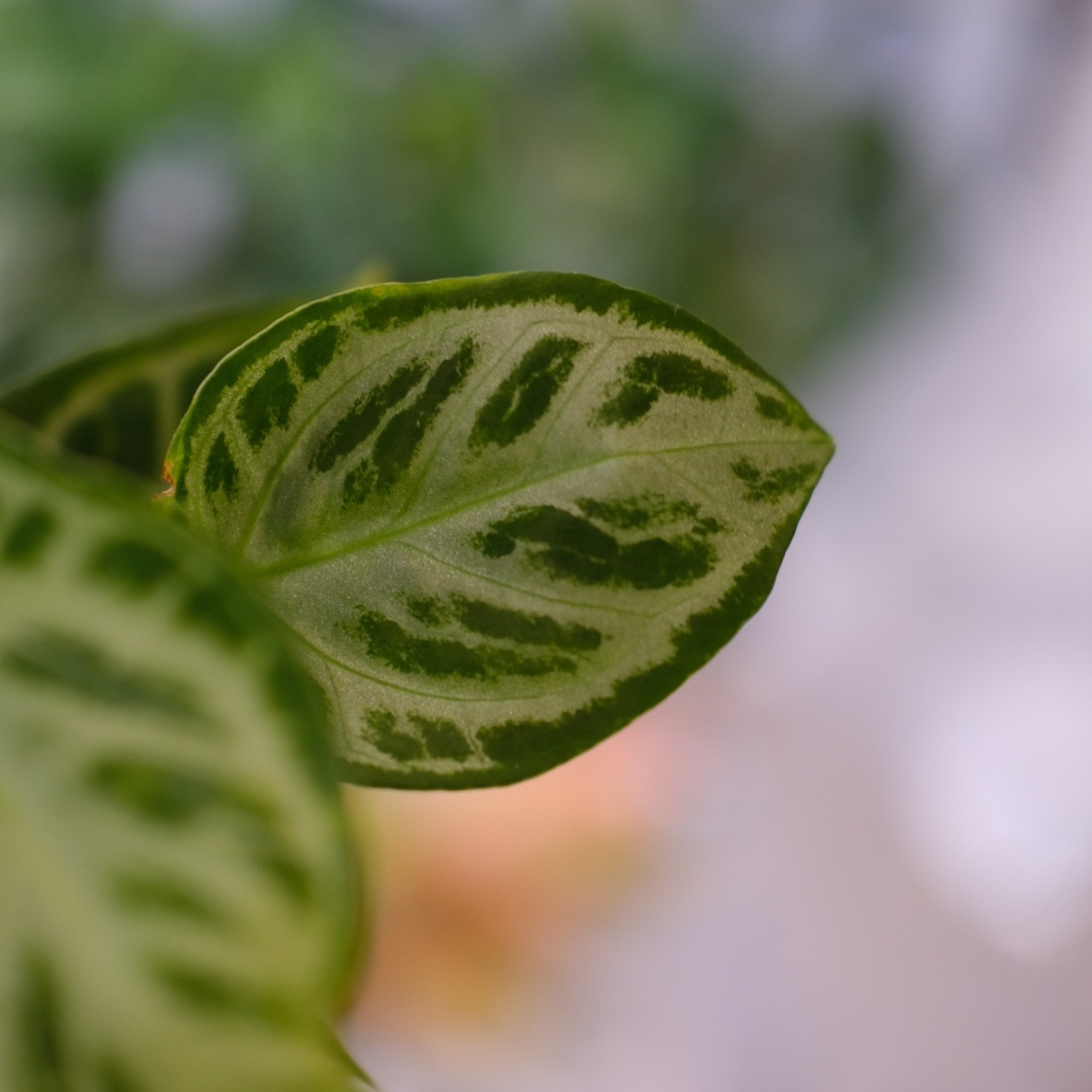 アンスリウム ドラヤキ × シルバーブラッシュ / Anthurium Dorayaki × Anthurium Silver brush⑨ / 観葉植物<育て方・花言葉>