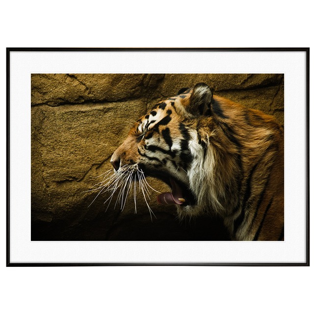 動物写真 トラ(虎) インテリアアートポスター額装 AS0154
