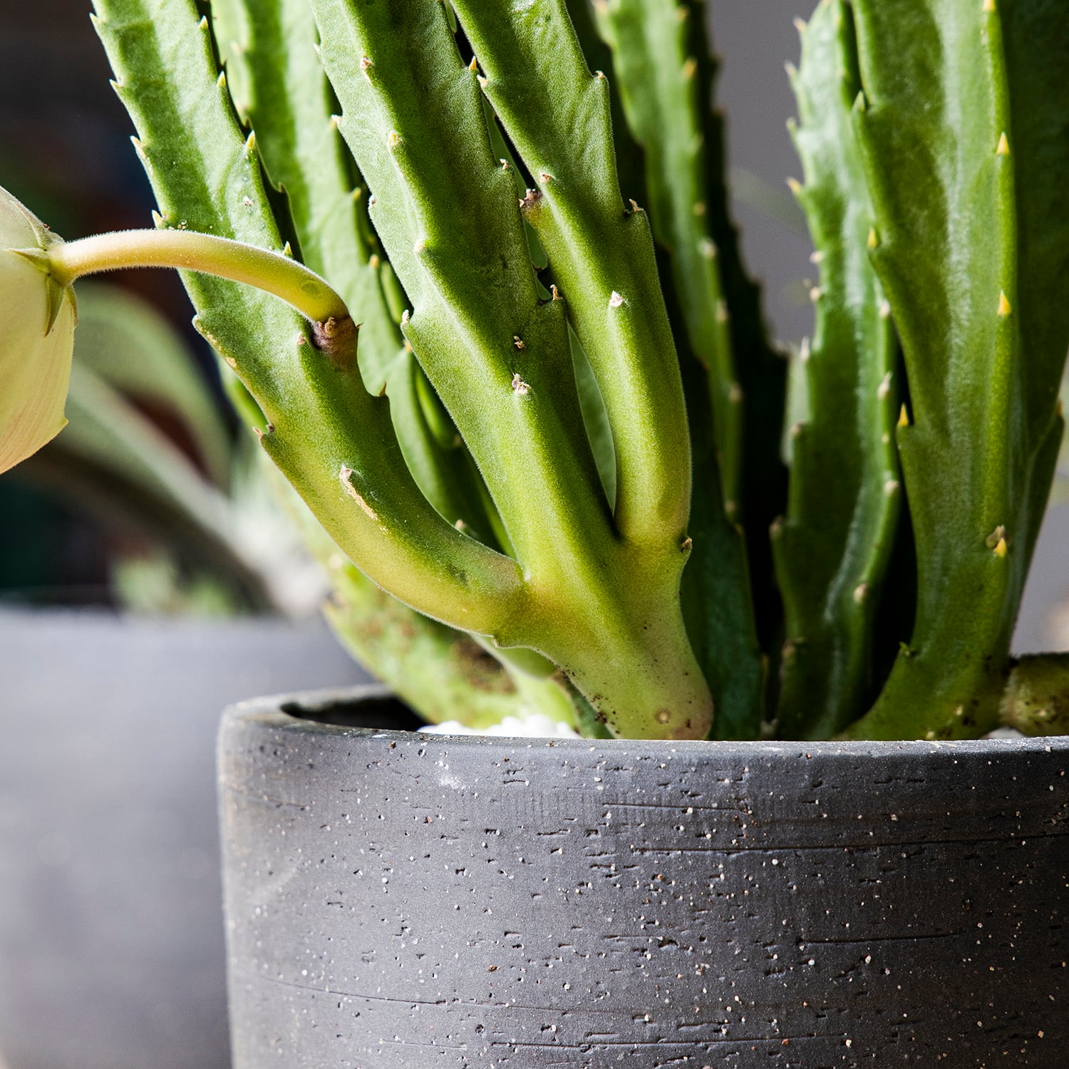 新品、本物、当店在庫だから安心】 - 多肉植物群生スタペリア