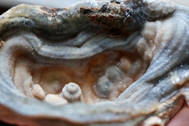 コンシャ・アゲート　Concha Agate