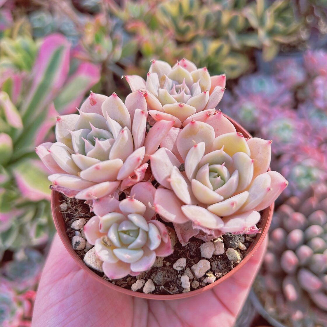 多肉植物 Echeveria 新品種 ブラッドブリアナxスノーフィールド 3～4頭  