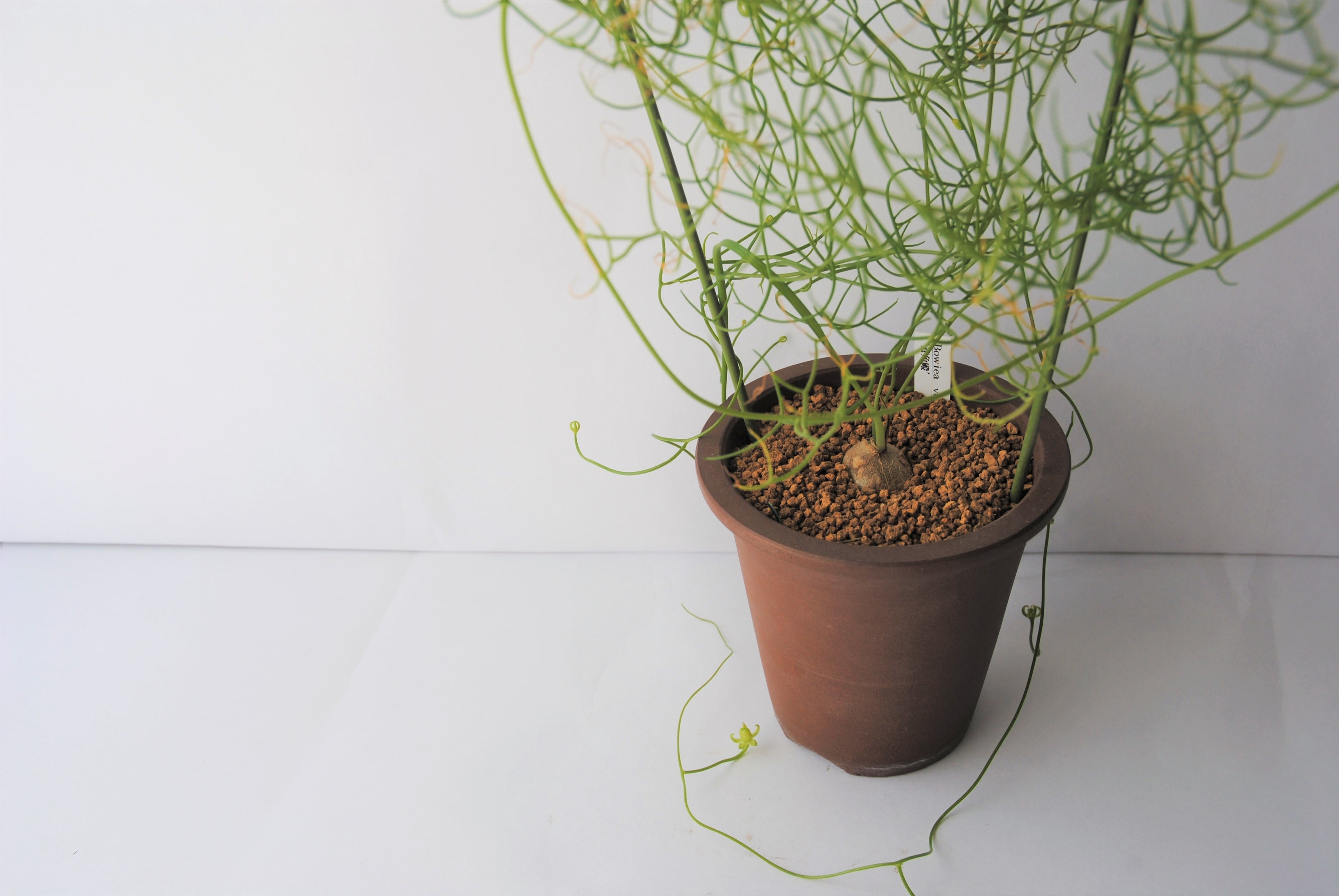 Bowiea volubilis 蒼角殿 | plants MARU