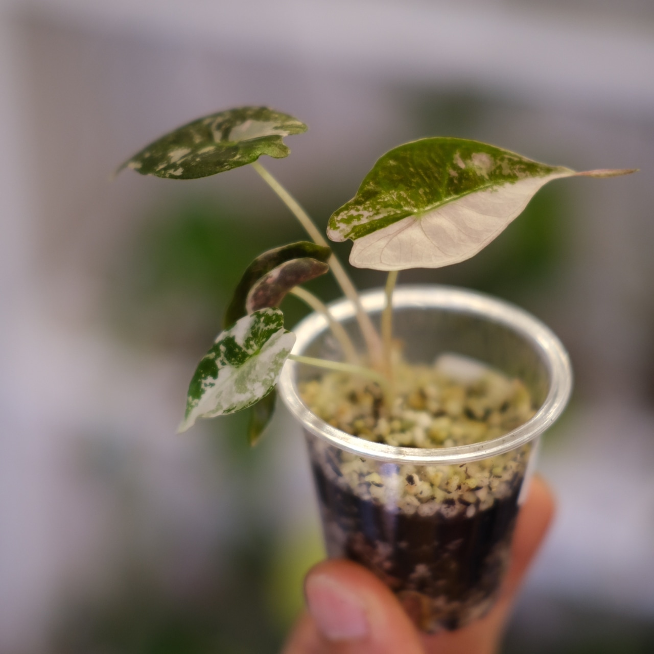 Alocasia Amazonica Polly Pink varigated② | アロカシア アマゾニカ ポリー ピンク斑入 | 観葉植物