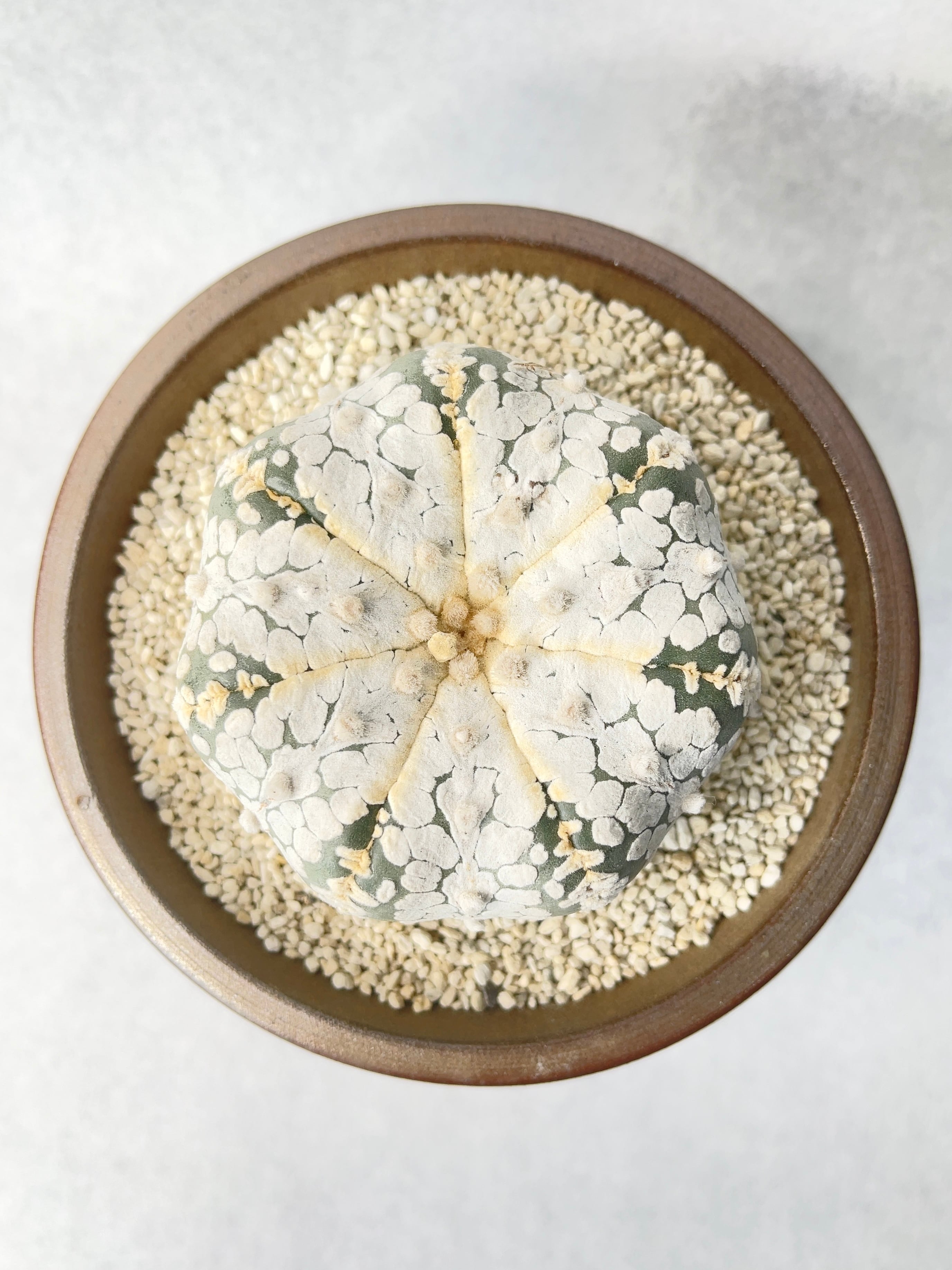 アストロフィツム・スーパー兜 | trigger