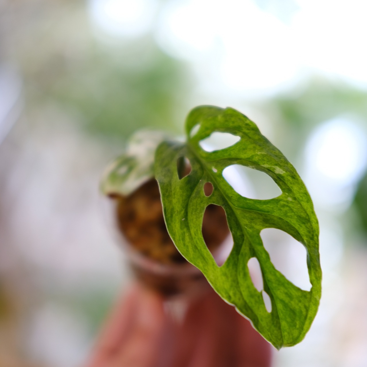 Monstera adansonii Mottled / モンステラ アダンソニー ミント⑩ / 観葉植物<育て方・花言葉>