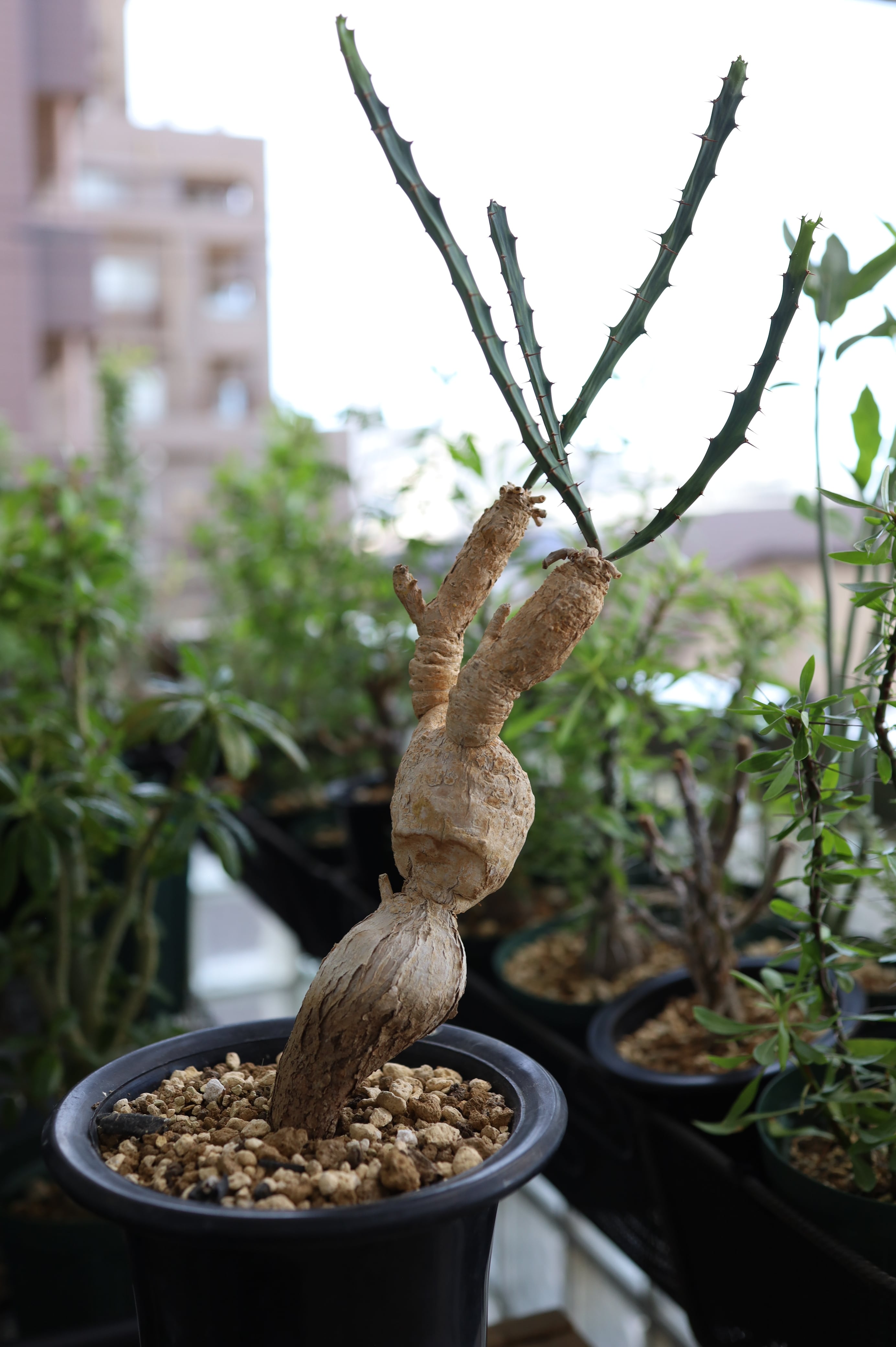 ユーフォルビア・ブルアナ | Euphorbia buruana