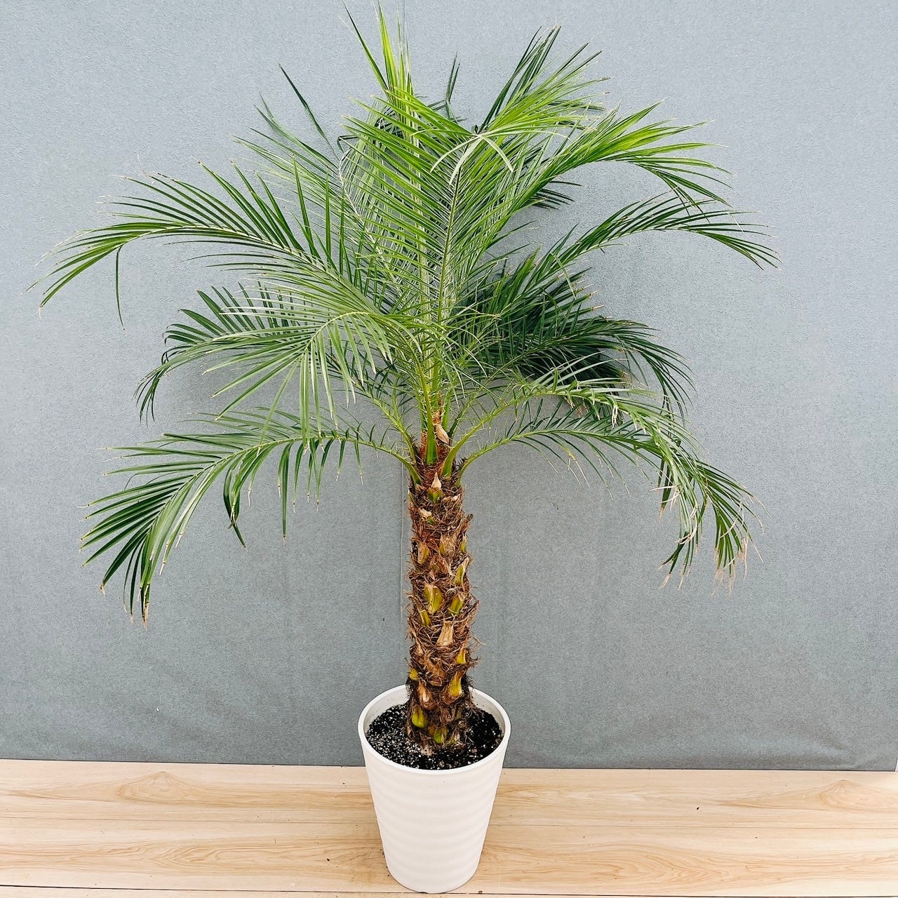 現品］21番 フェニックスロベレニー 8号 観葉植物 室内 ヤシ 南国風