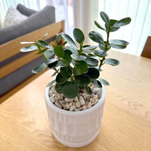 パンダガジュマル