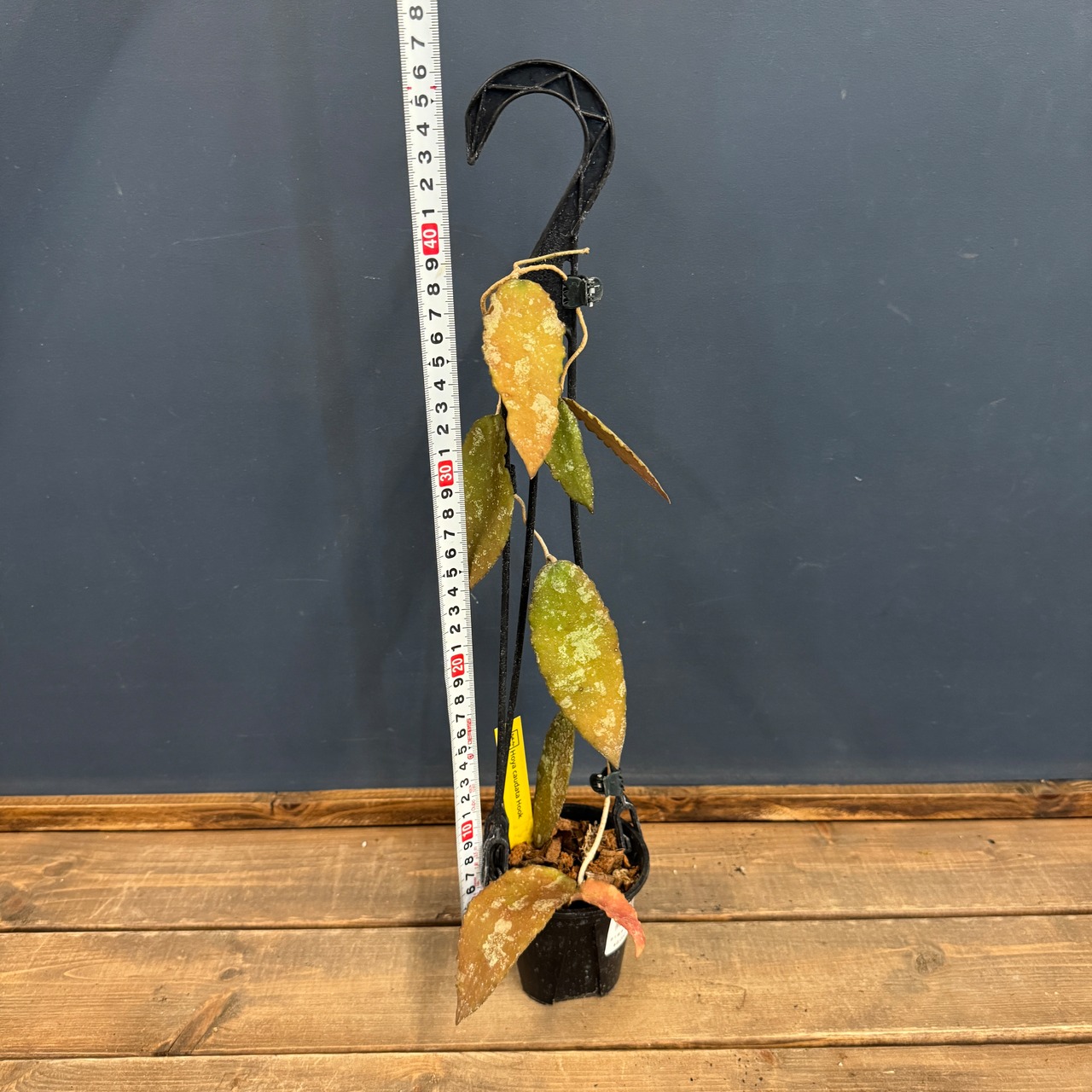 ホヤ カウダータ【796】