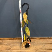 ホヤ カウダータ【796】