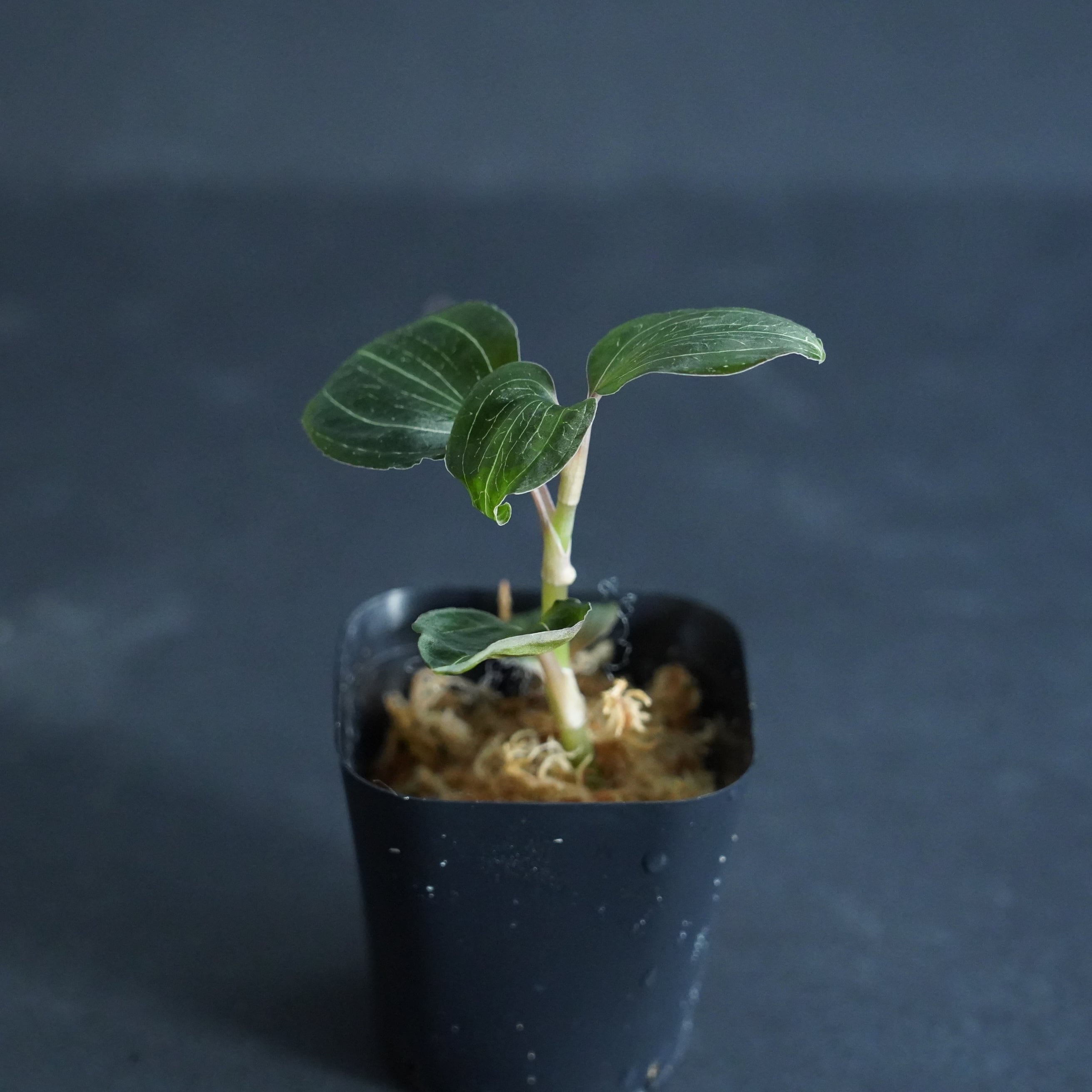 ◇現品◇アネクトキルスsp. Black Type【ジュエルオーキッド宝石蘭