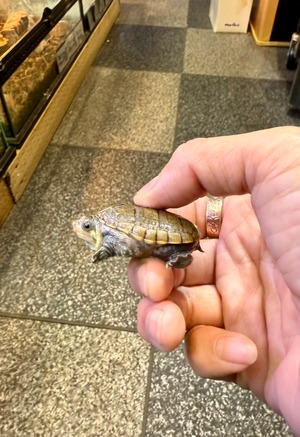 ハラガケガメ❹