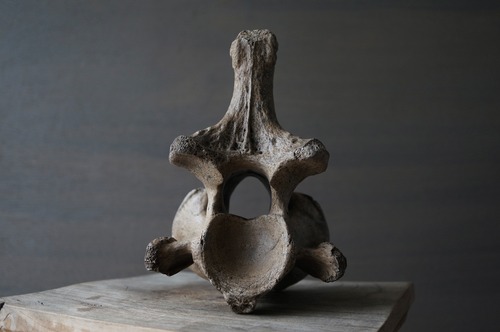 黒龍江省産古代大型哺乳類脊椎骨  Vertebra 2392
