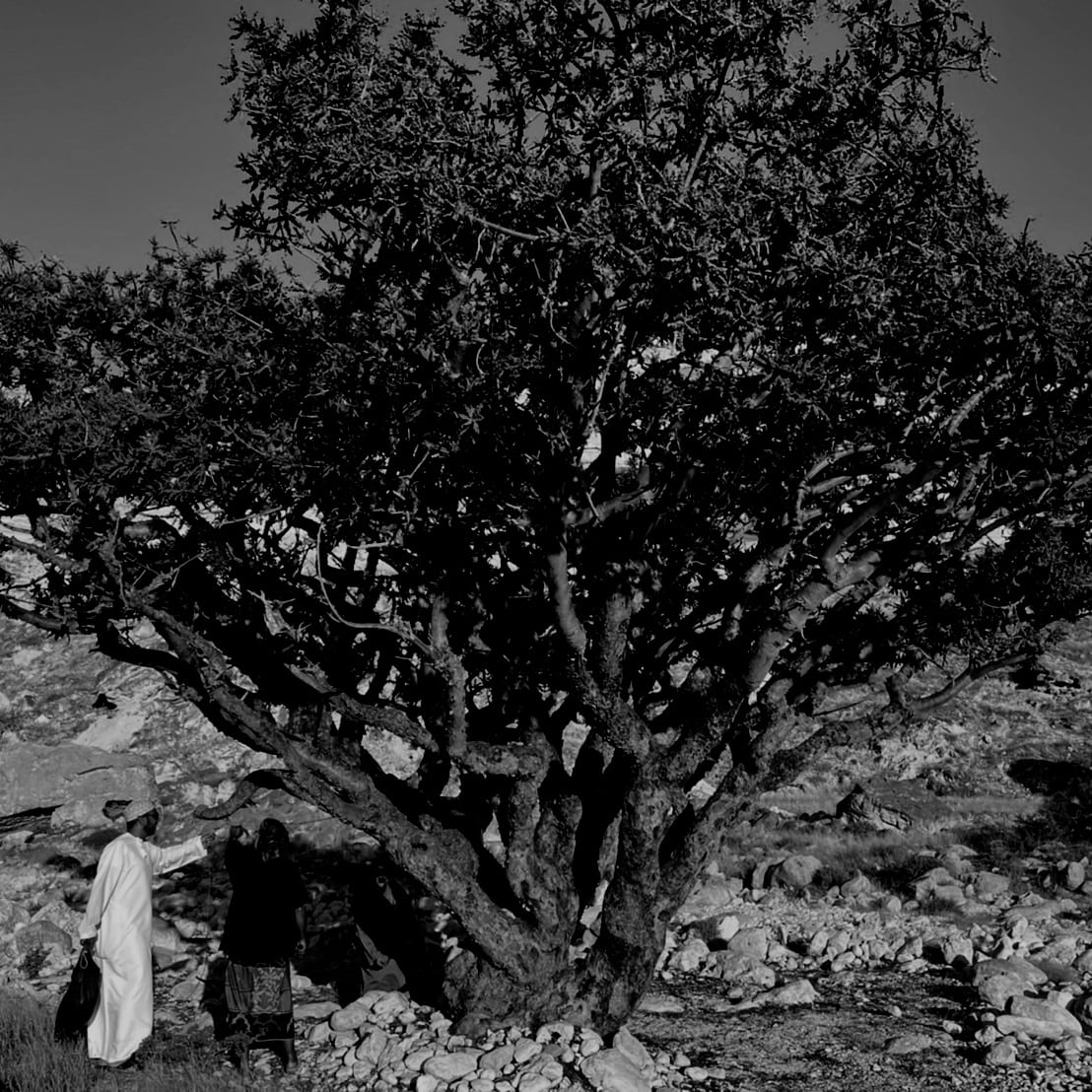 FRANKINCENSE / 樹脂香 ロイヤルグリーン リフィル 15g | joscille