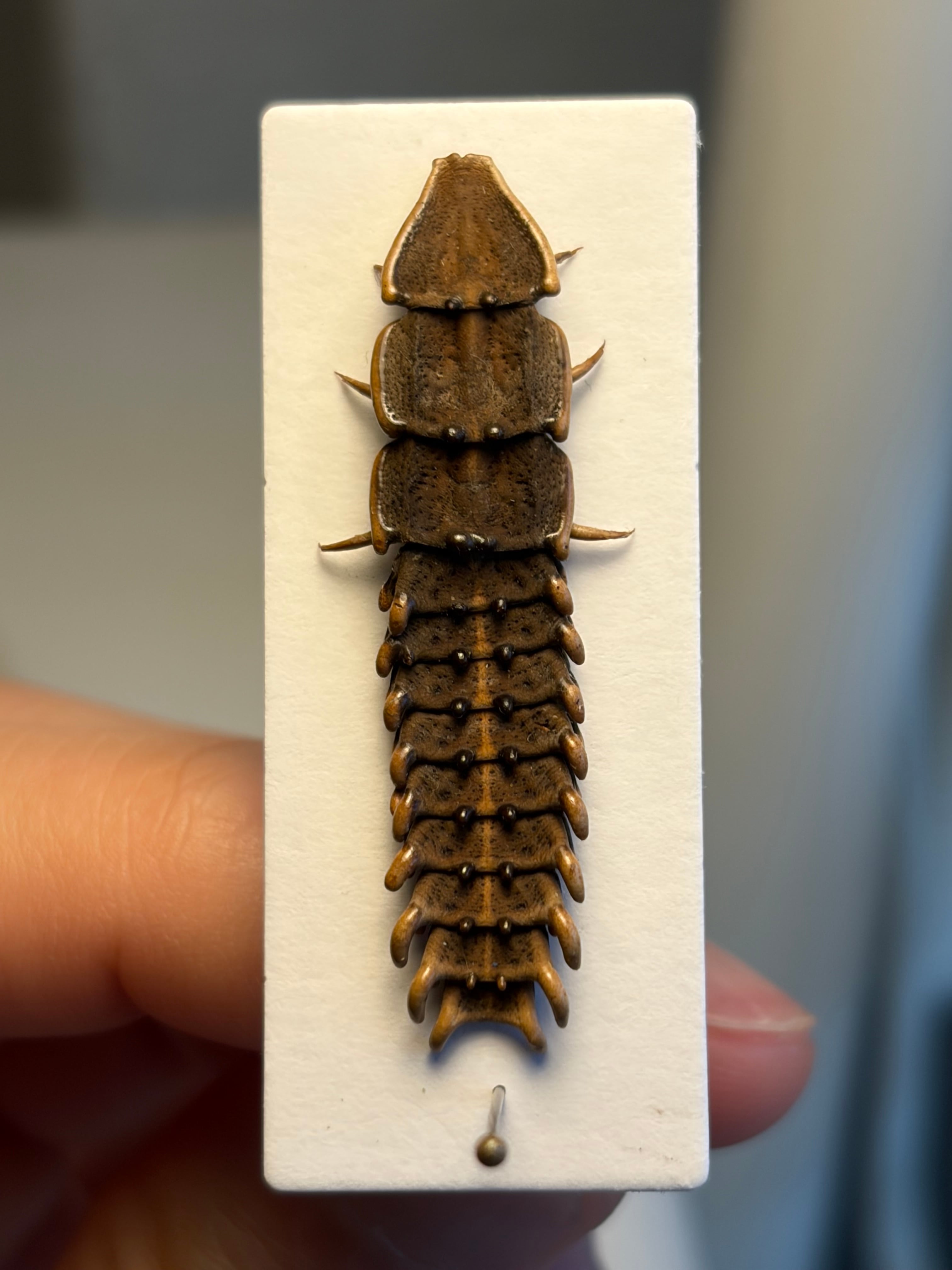 長細いサンヨウベニボタルの昆虫標本ホタル標本 蛍タランチュラムカデ