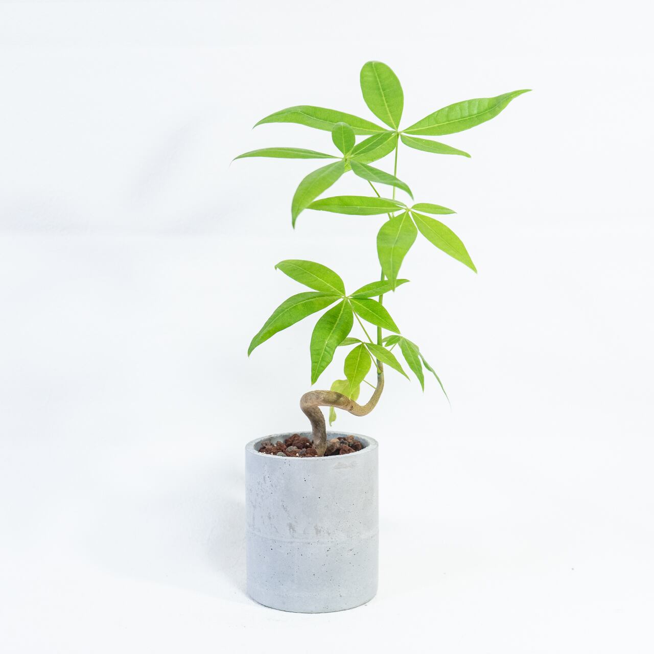 パキラ 個性ある曲がりの幹と艶やかな葉 癒しのインテリアグリーン お部屋を彩る一点物の鉢植え