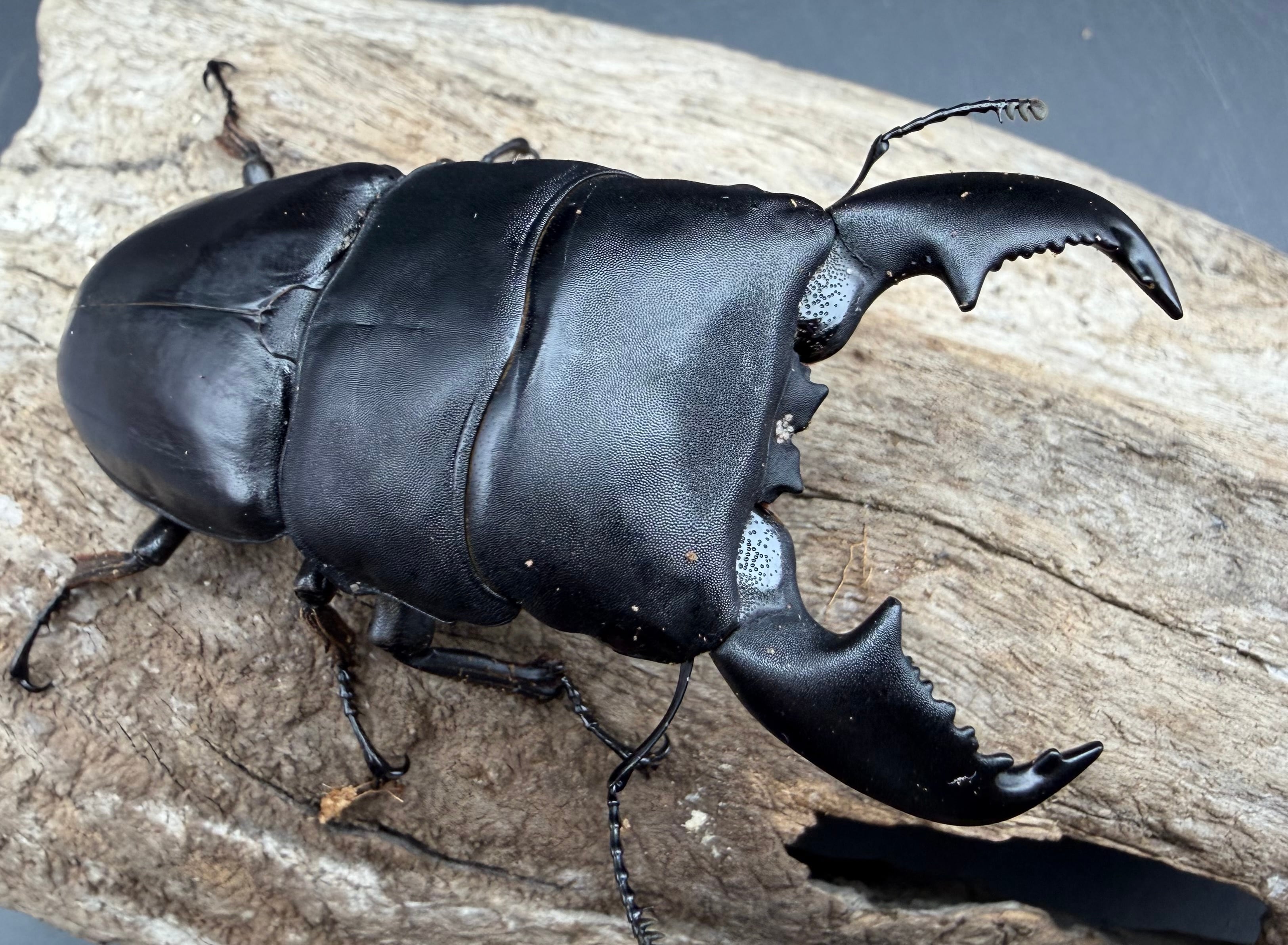 WD】《パラワンオオヒラタクワガタ 96mm ペア》 | KPW公式オンライン