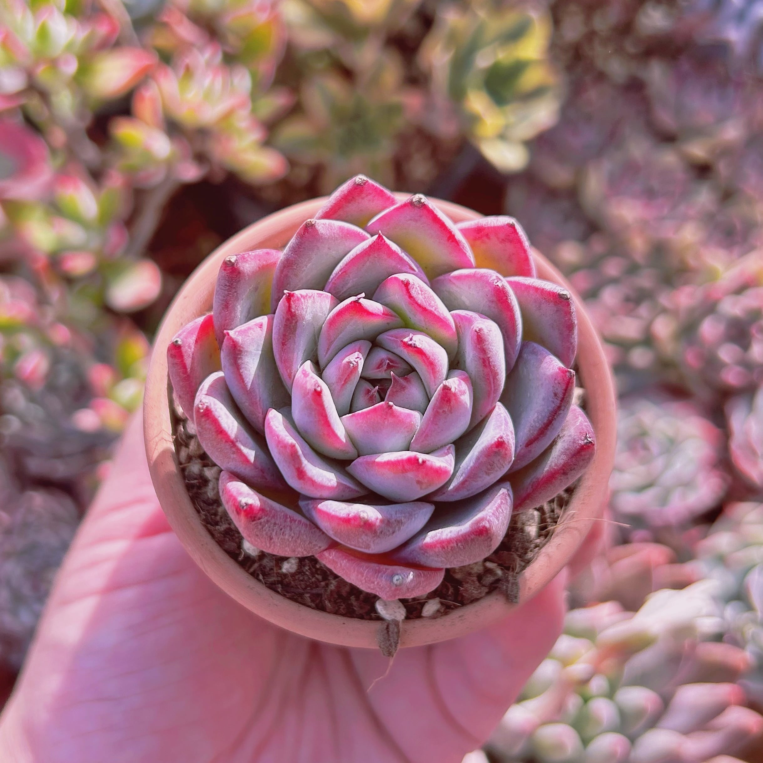 a91 交雑 38個 エケベリアEcheveria alba beauty系 交雑新種